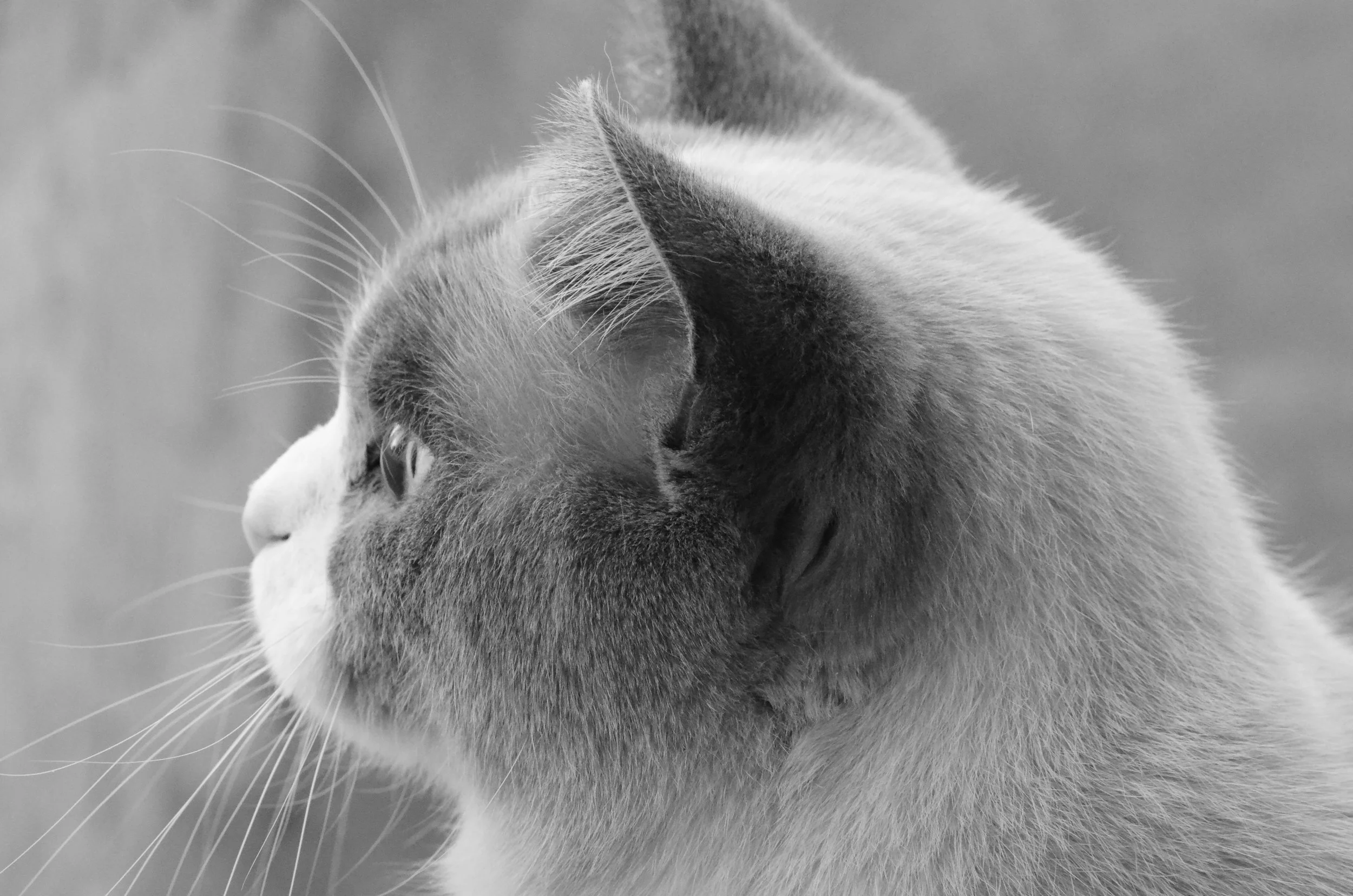 Black and White Phoebe.jpeg