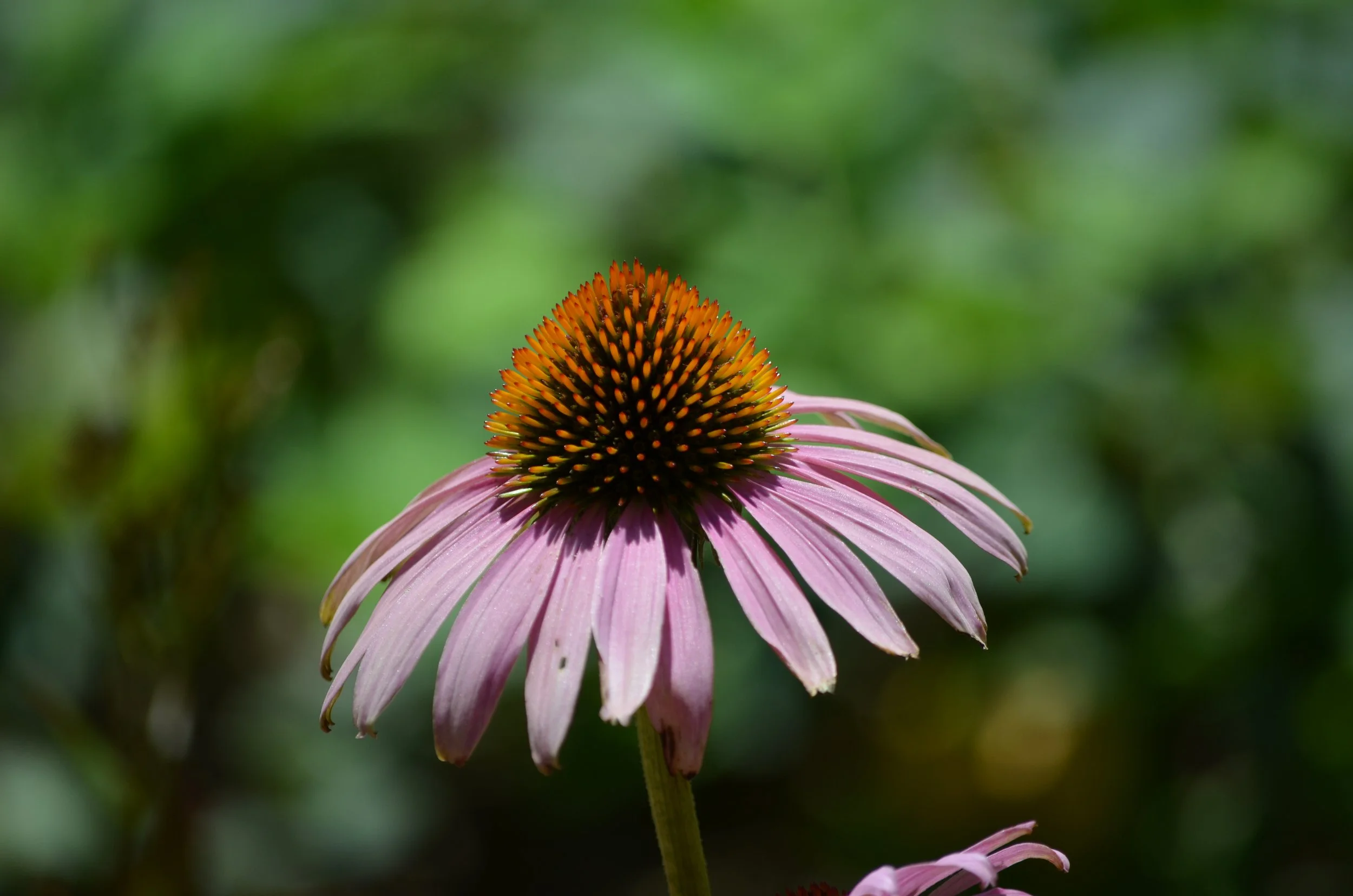 Pink Flower Wichita.jpeg