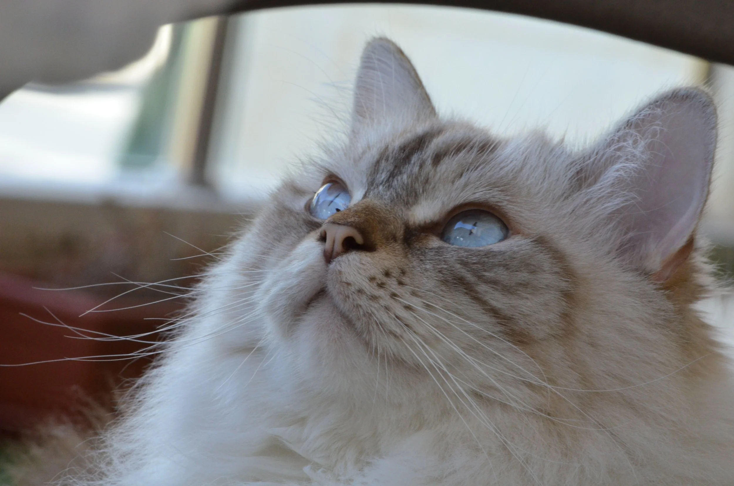 Archie, aka Archiekins