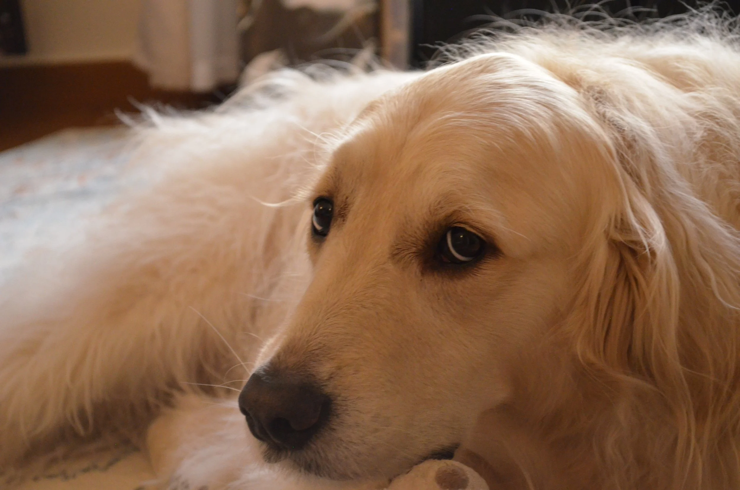 Charlie, aka Diggity Dog