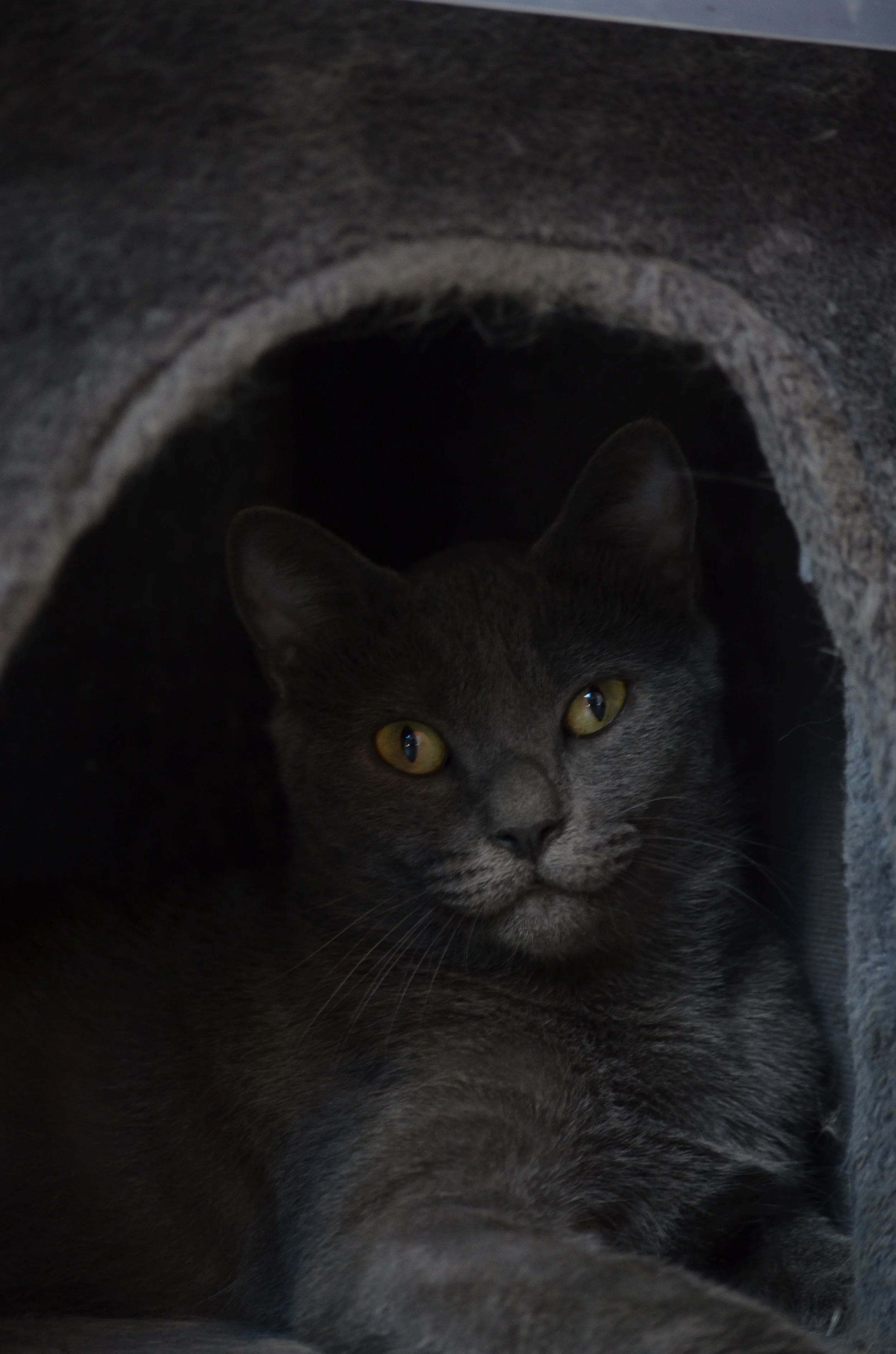 Pet Safe Lodge - Amman, Jordan