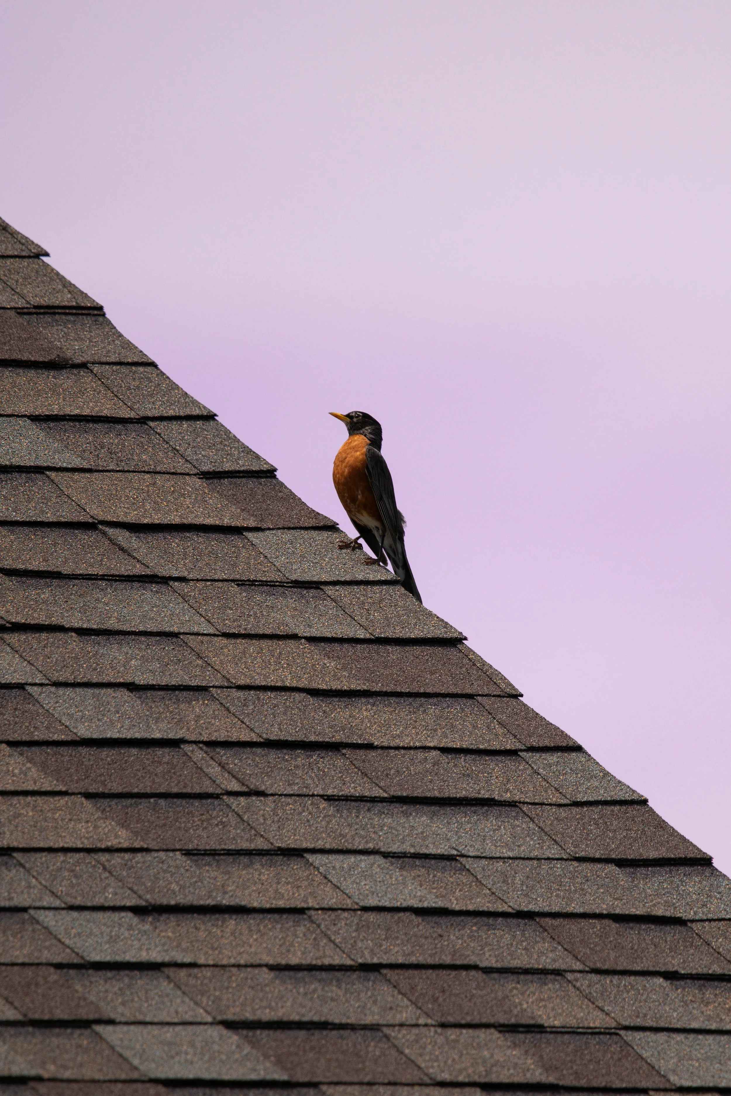 roof birb..jpg