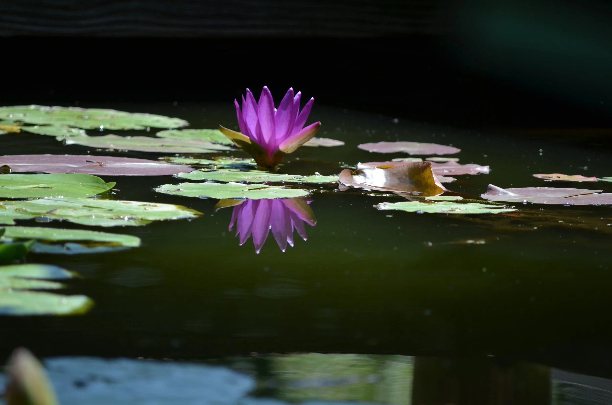 Purple Reflections .jpeg