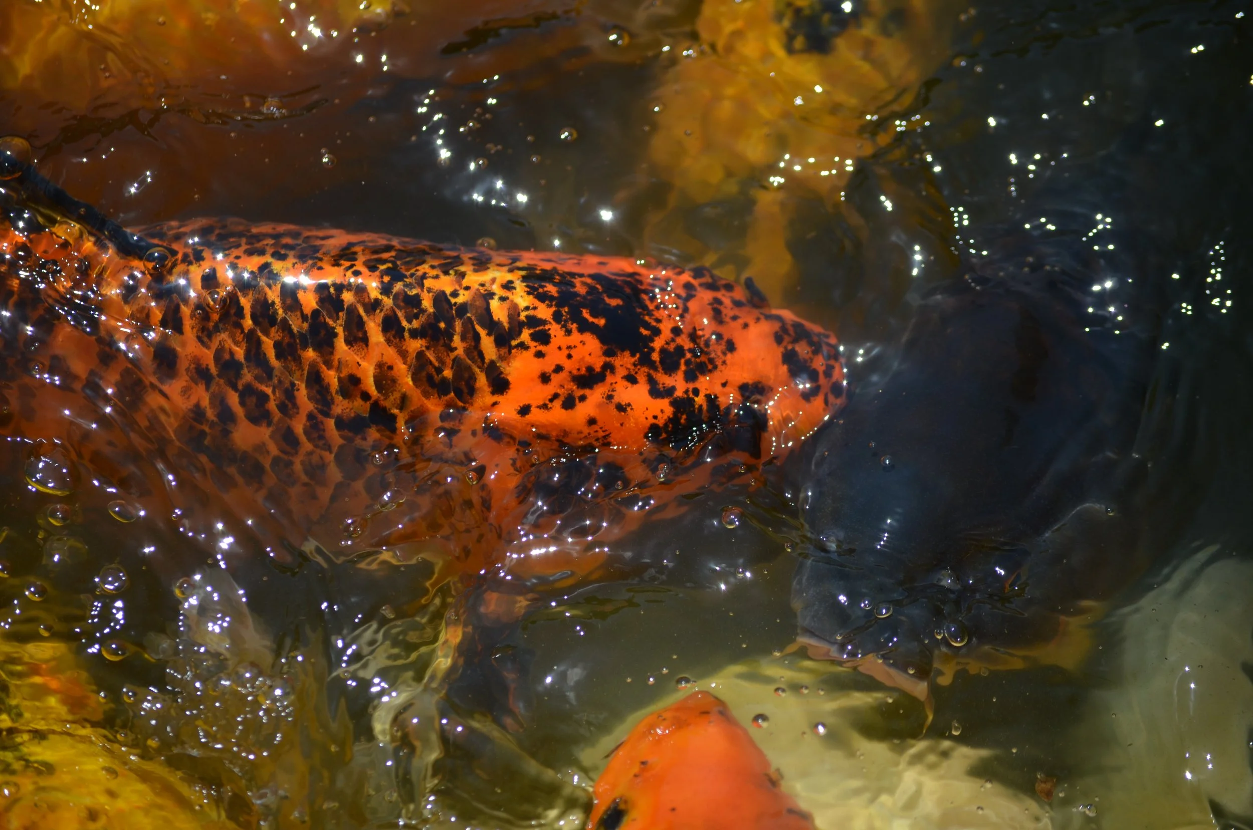 Colors of Koi KS.jpeg