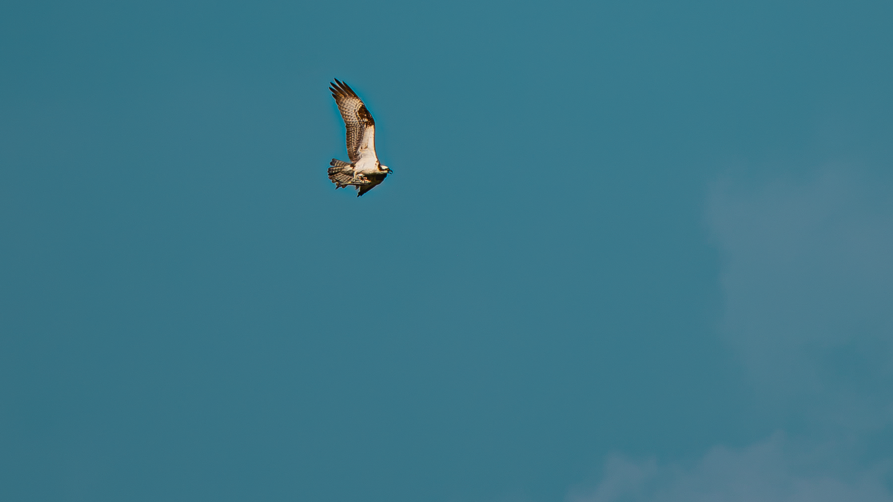 Hawk.png