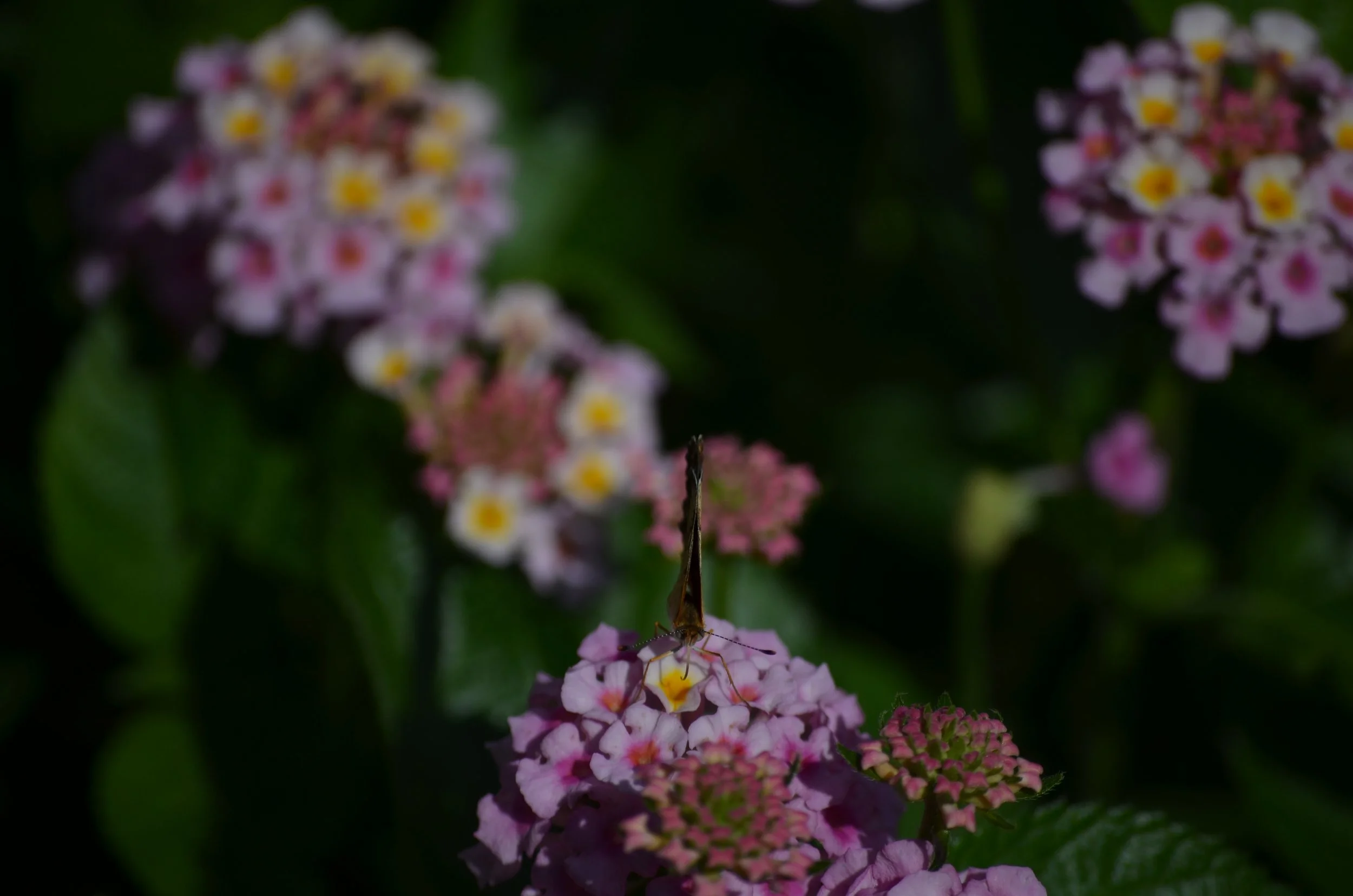 Butterfly on Flower.jpeg