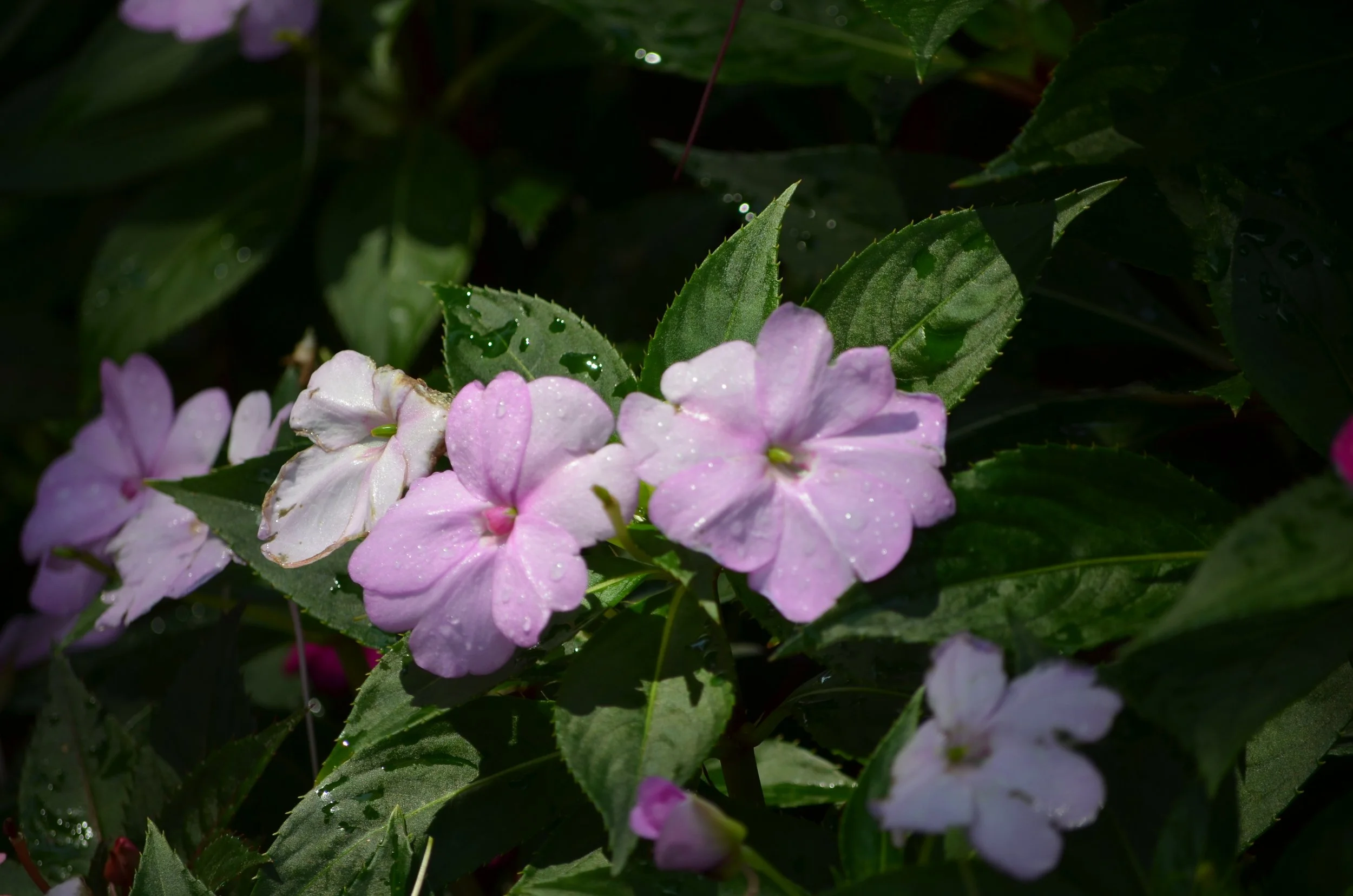 Wichita Flowers.jpeg