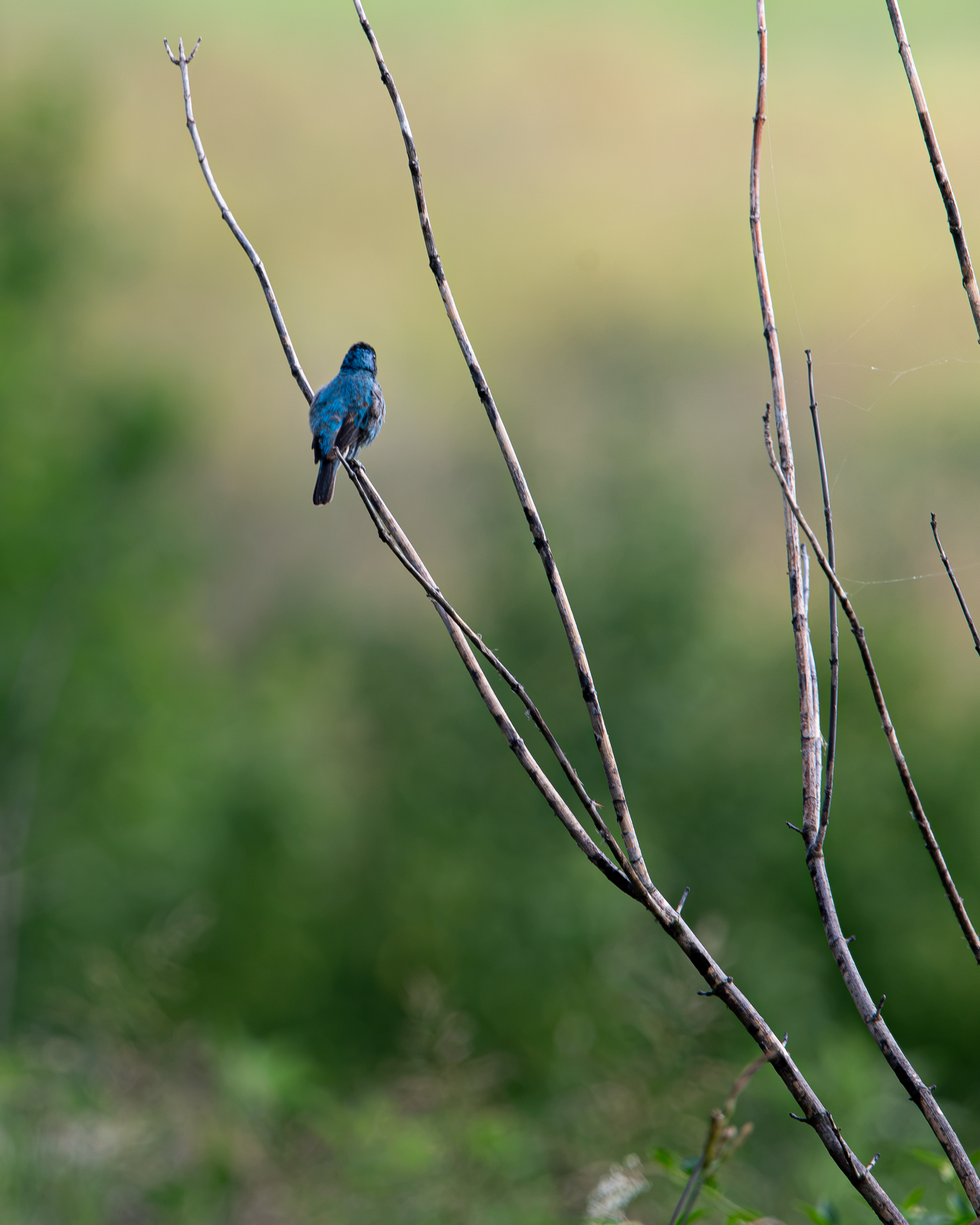 bird branch.png