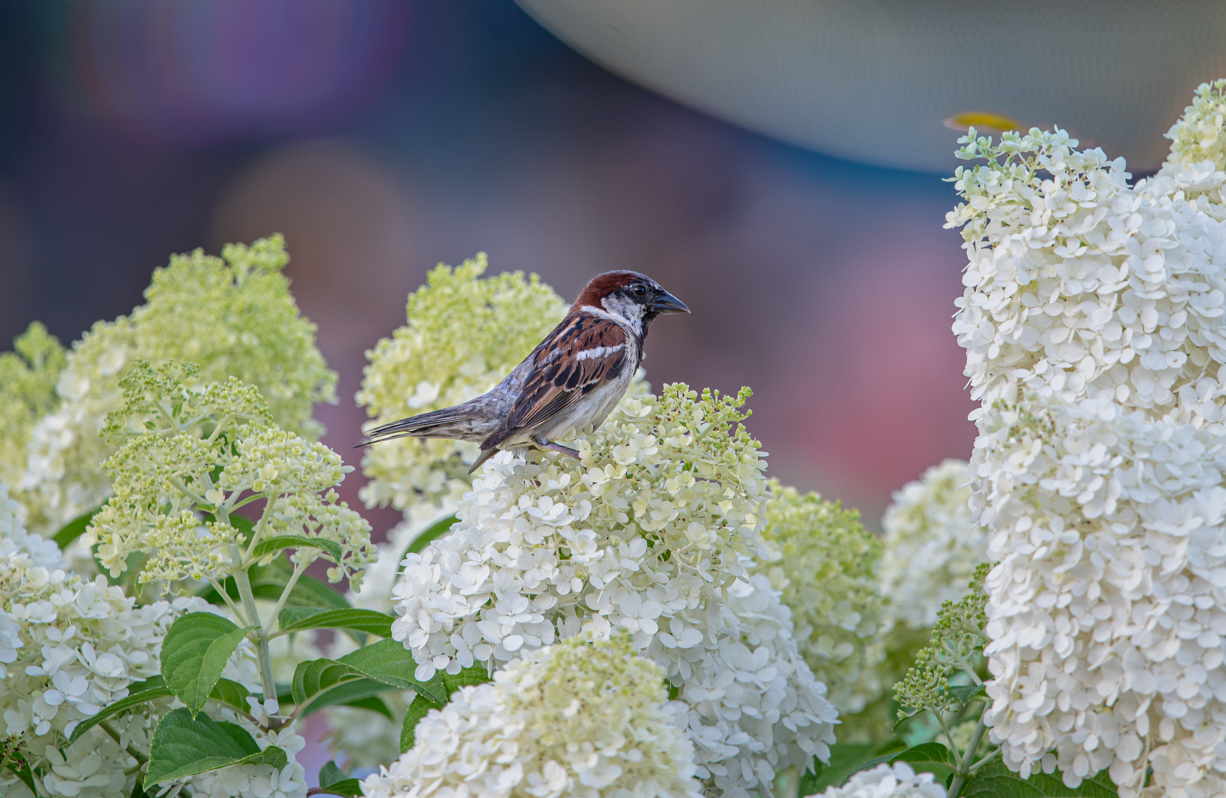 flower bird.png