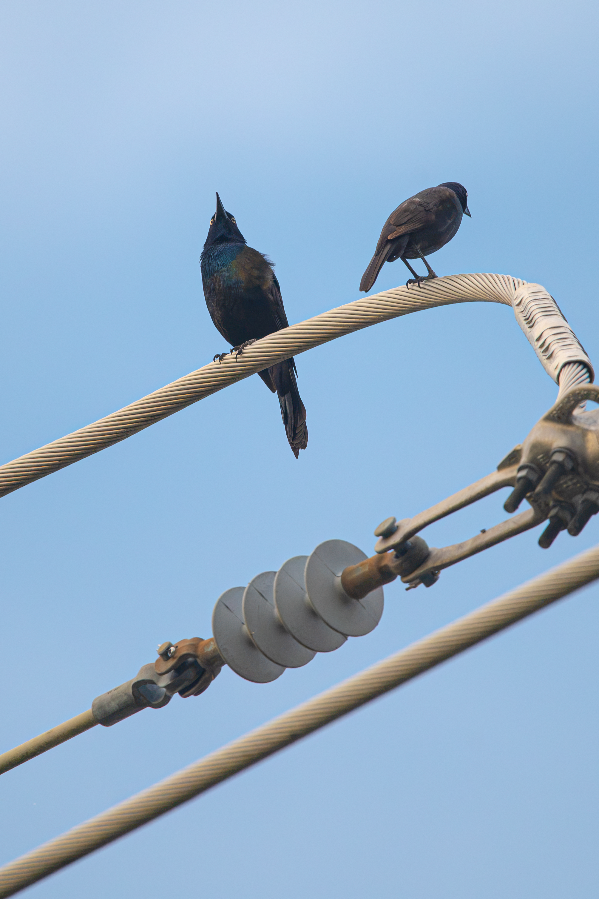 Birds on a Wire.png