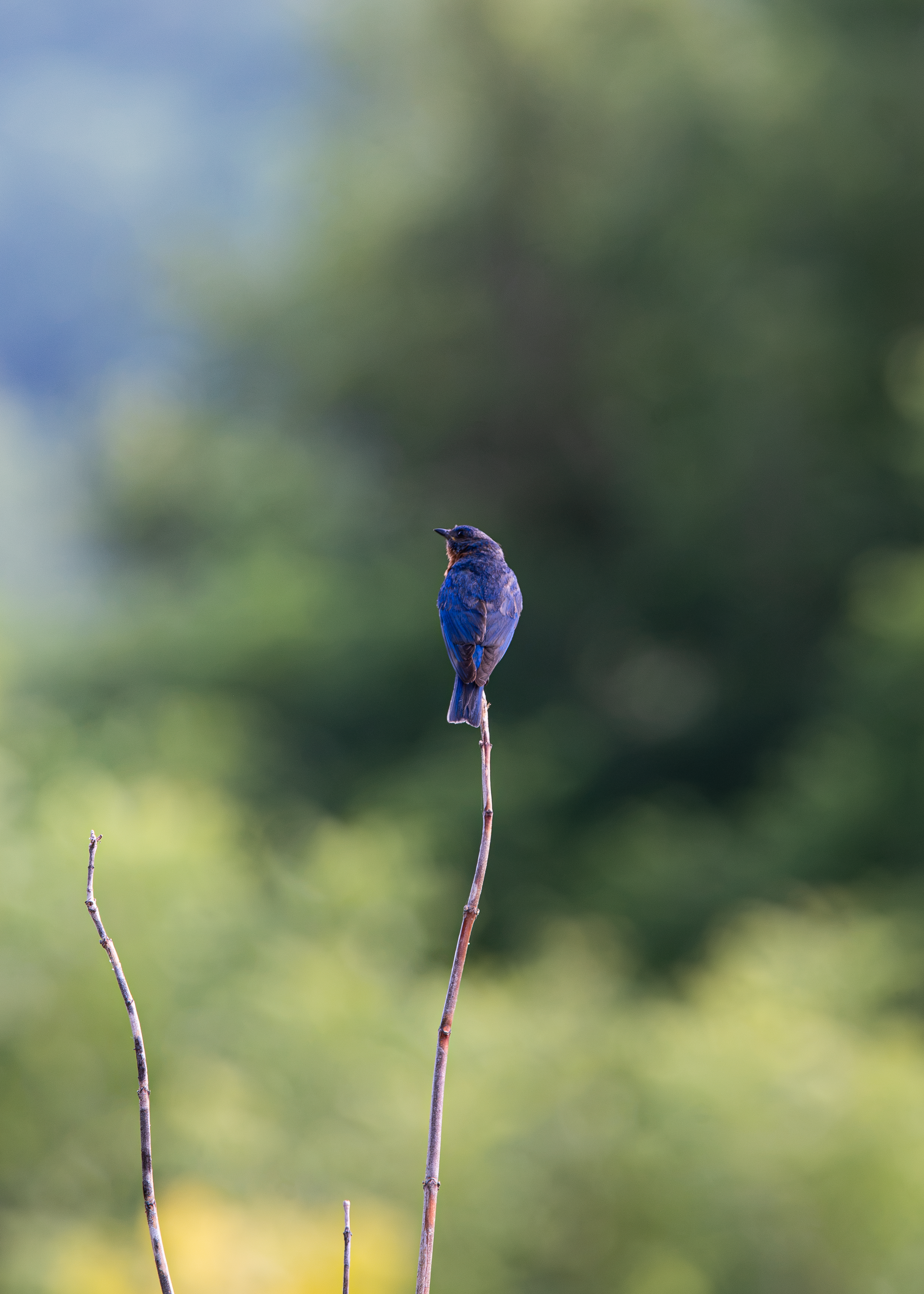 bird on the blue branch.png