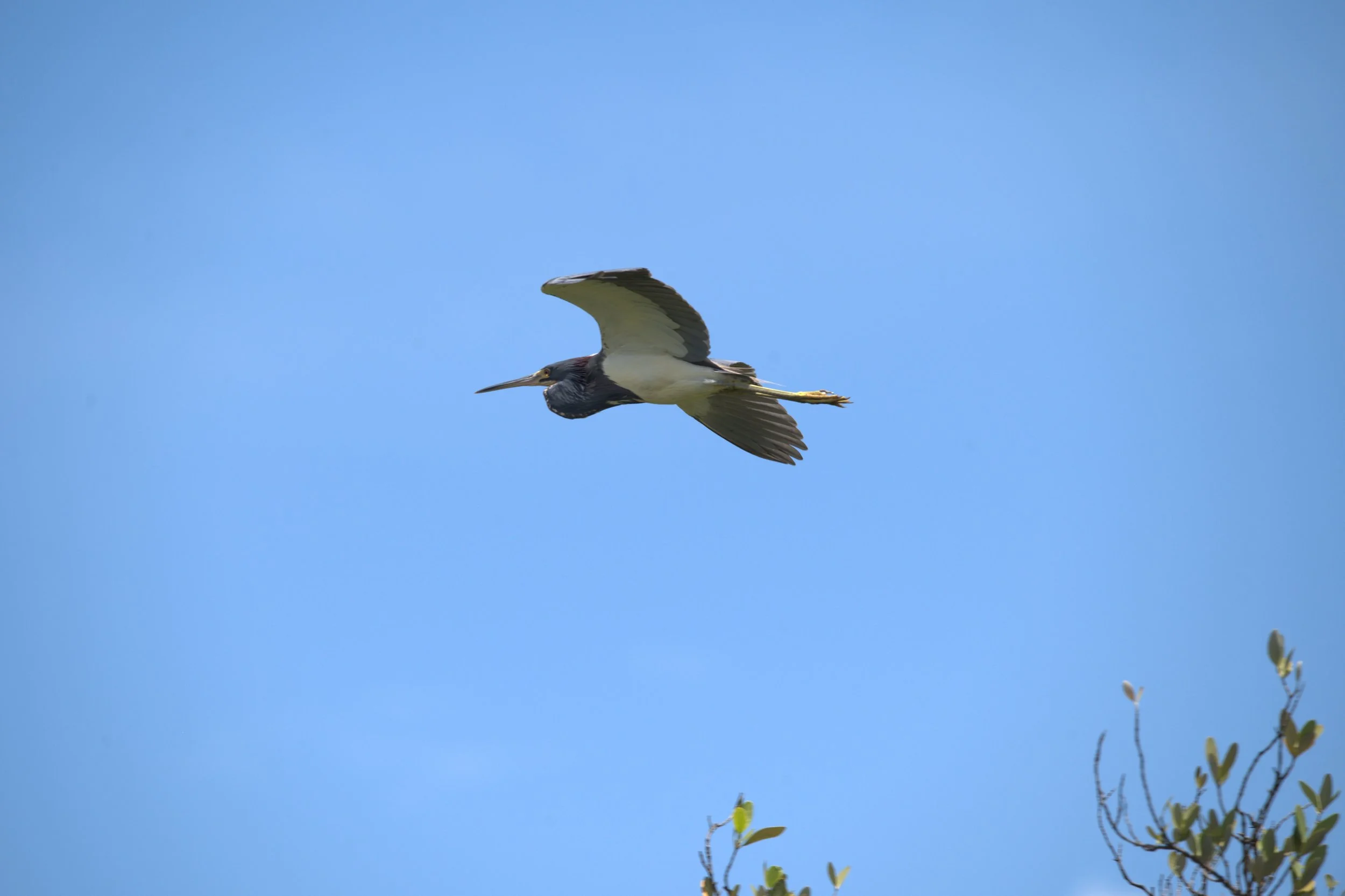 Crane Flying in Florida.jpg