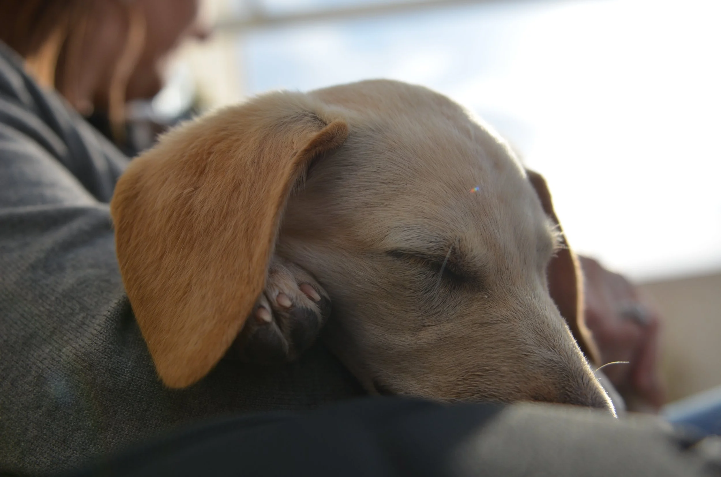 AdoptionPuppiesCyprus Dec25 3.jpeg