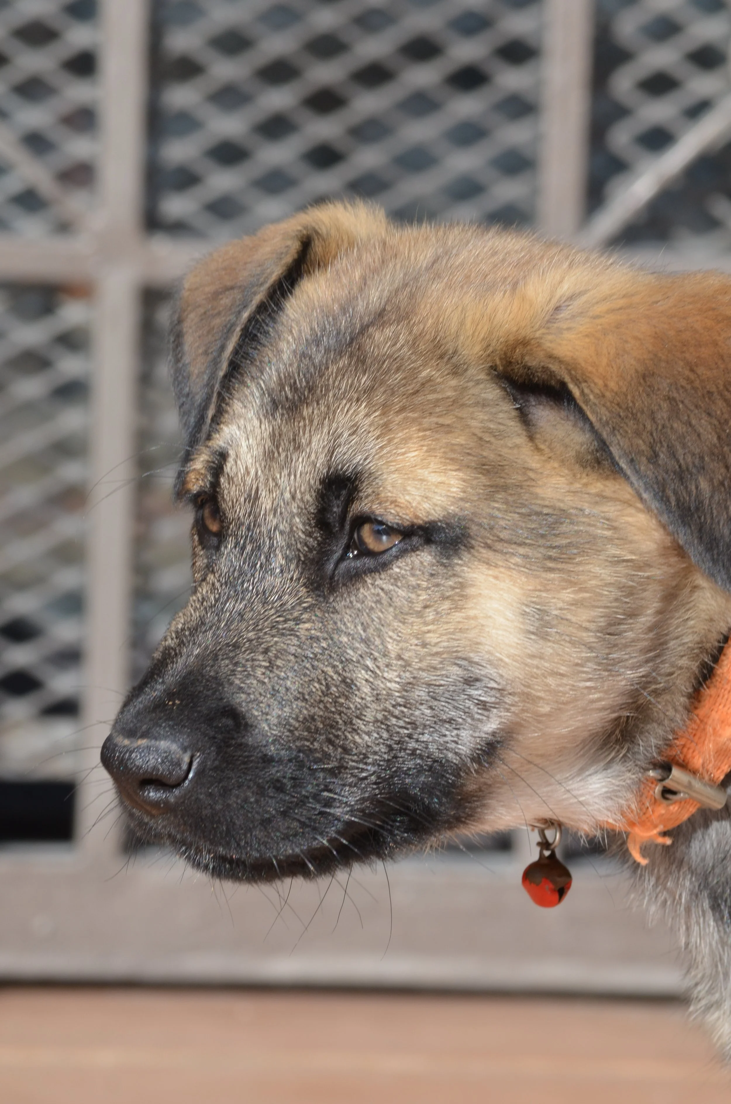 AdoptionPuppiesAmman 21.jpeg