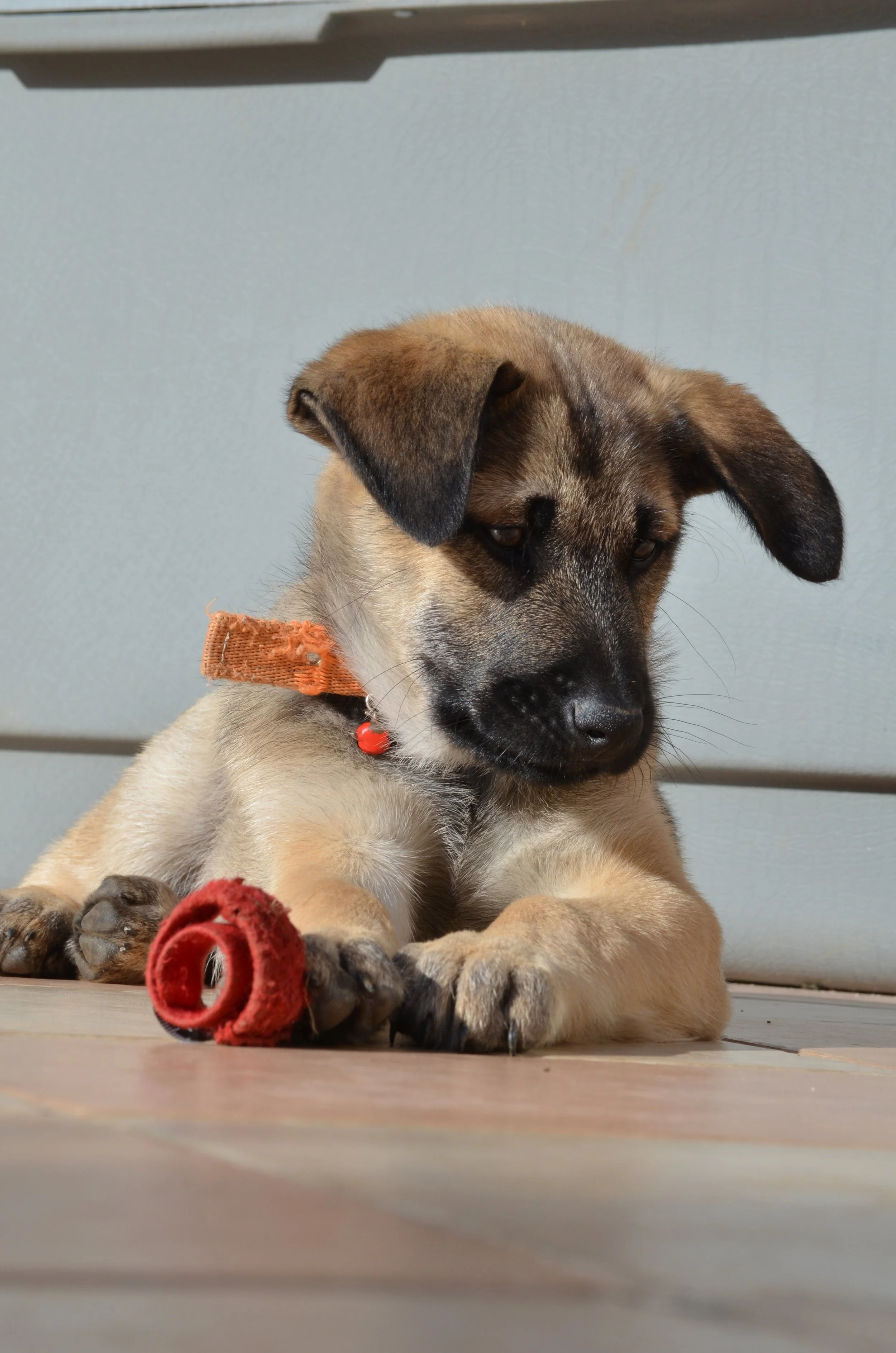 AdoptionPuppiesAmman 19.jpeg