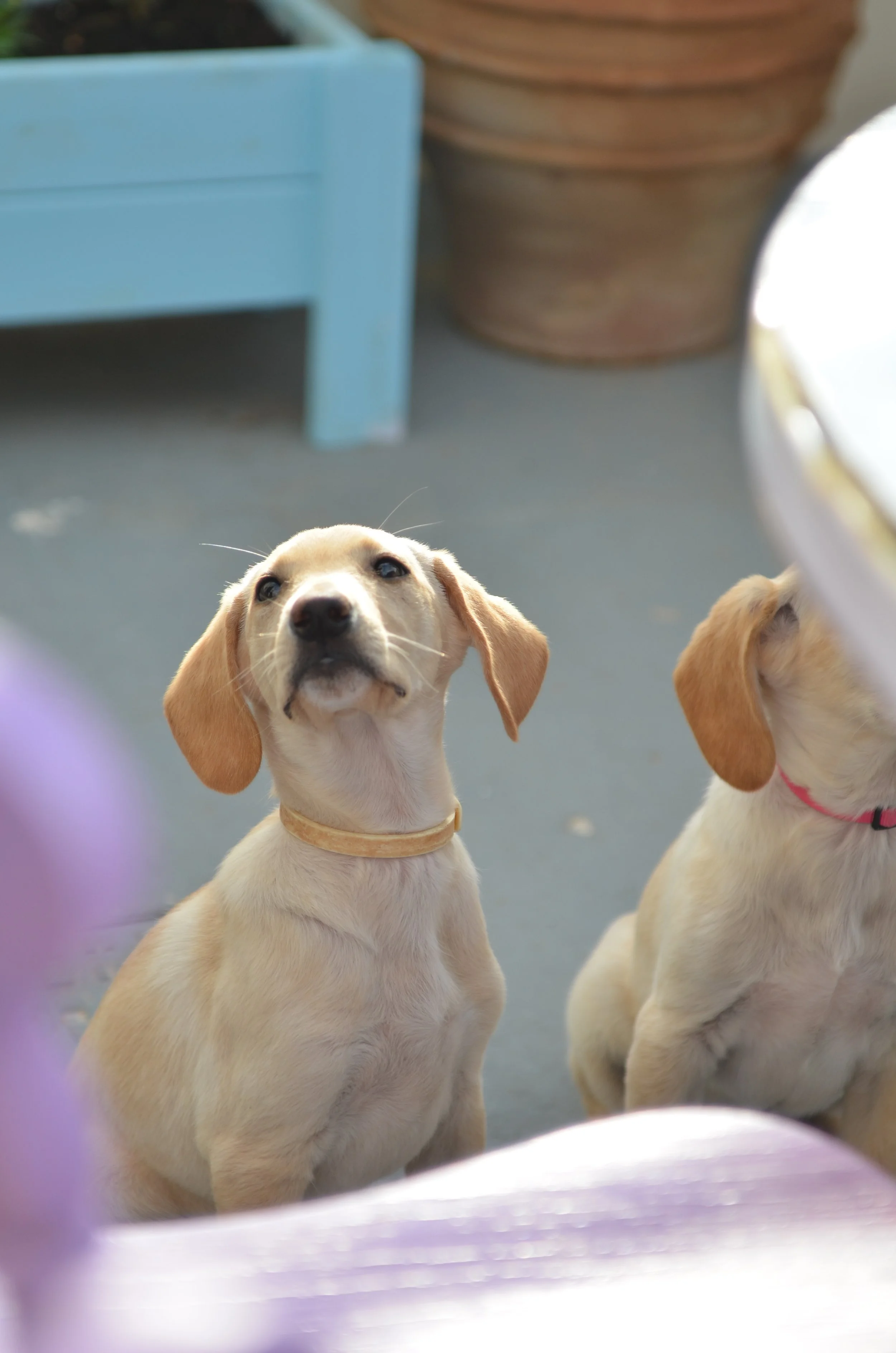 AdoptionPuppiesCyprus Dec25 6.jpeg