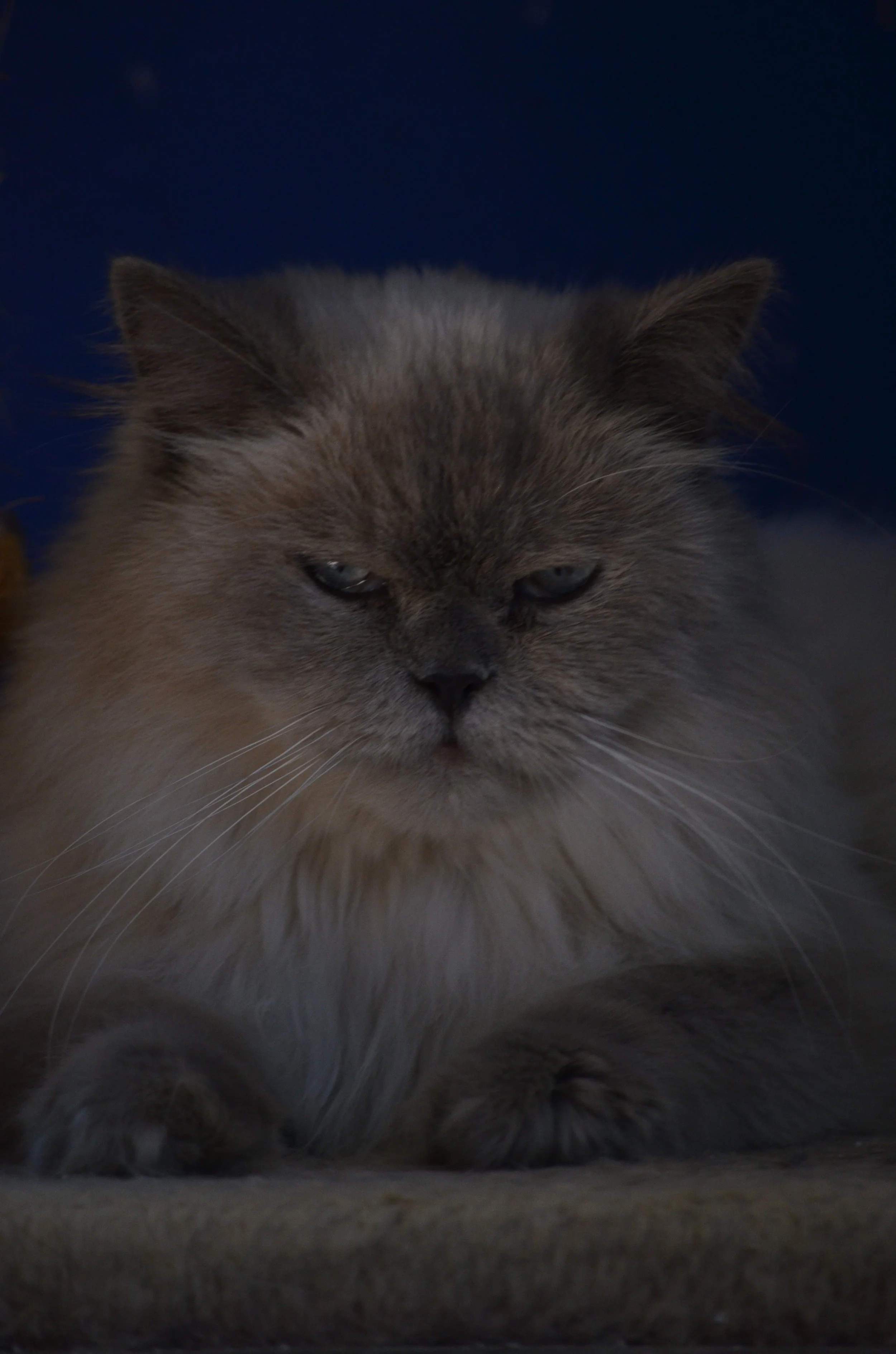 Mr. Grumpy