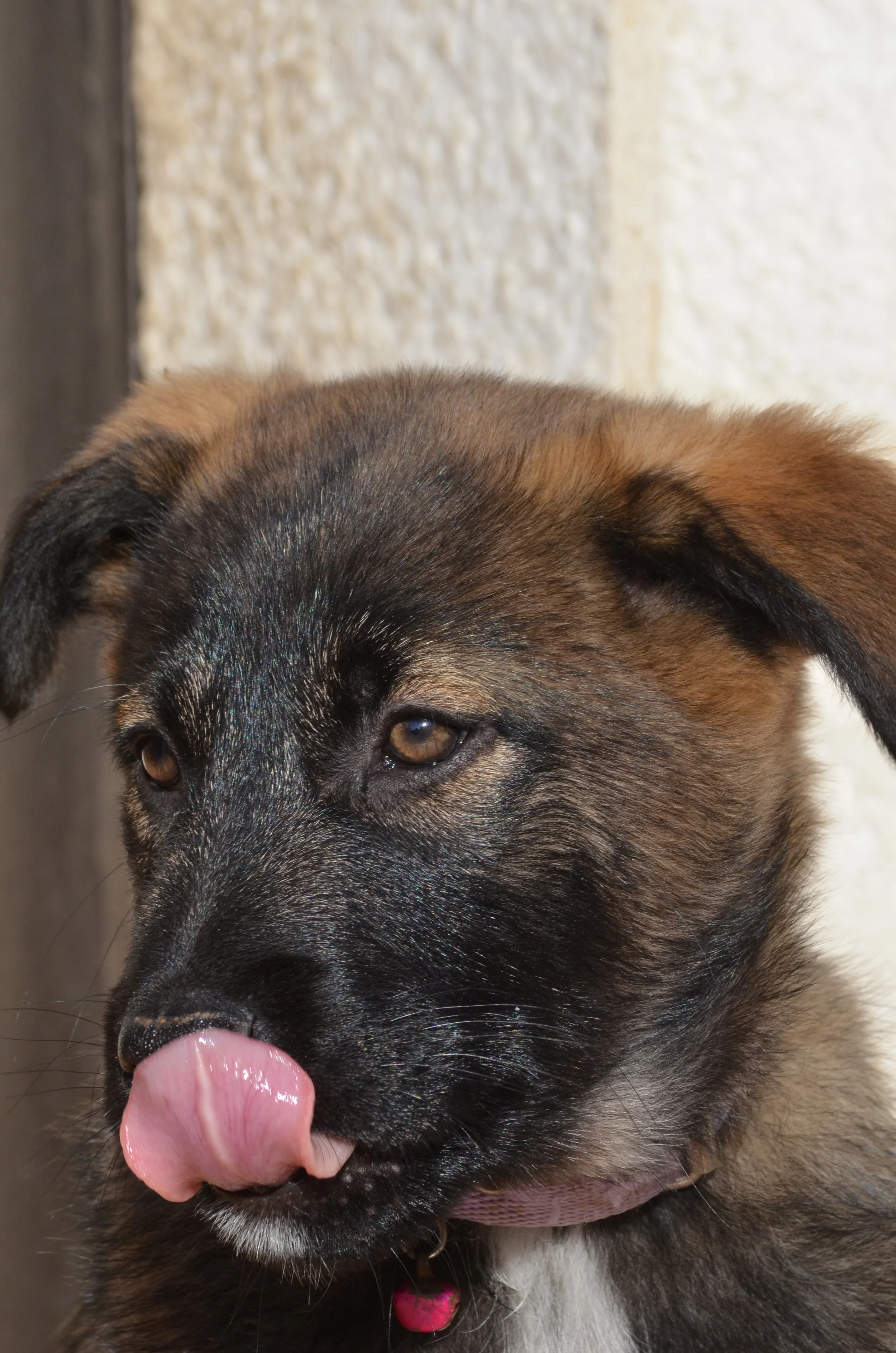 AdoptionPuppiesAmman 7.jpeg