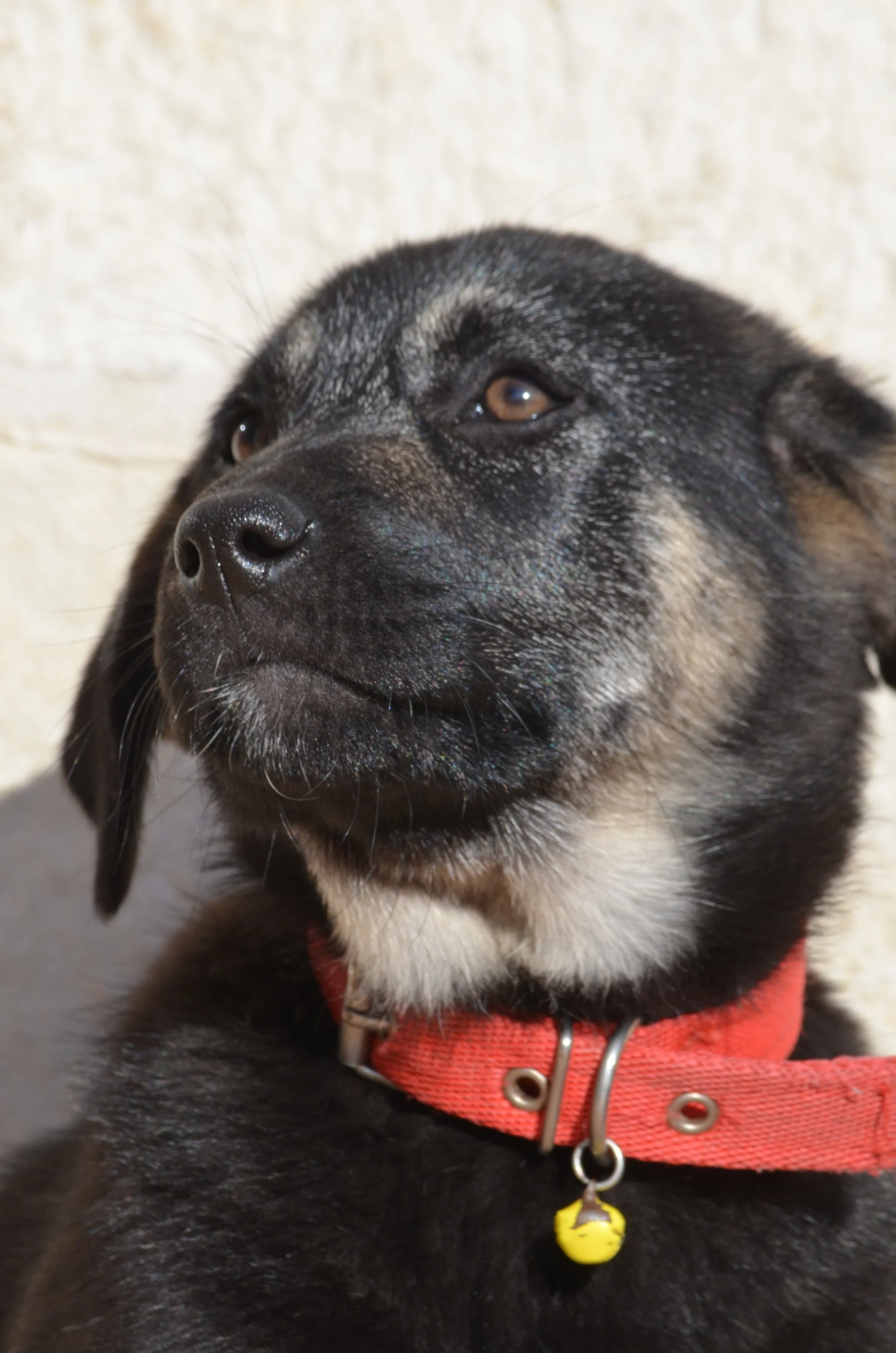 AdoptionPuppiesAmman 9.jpeg