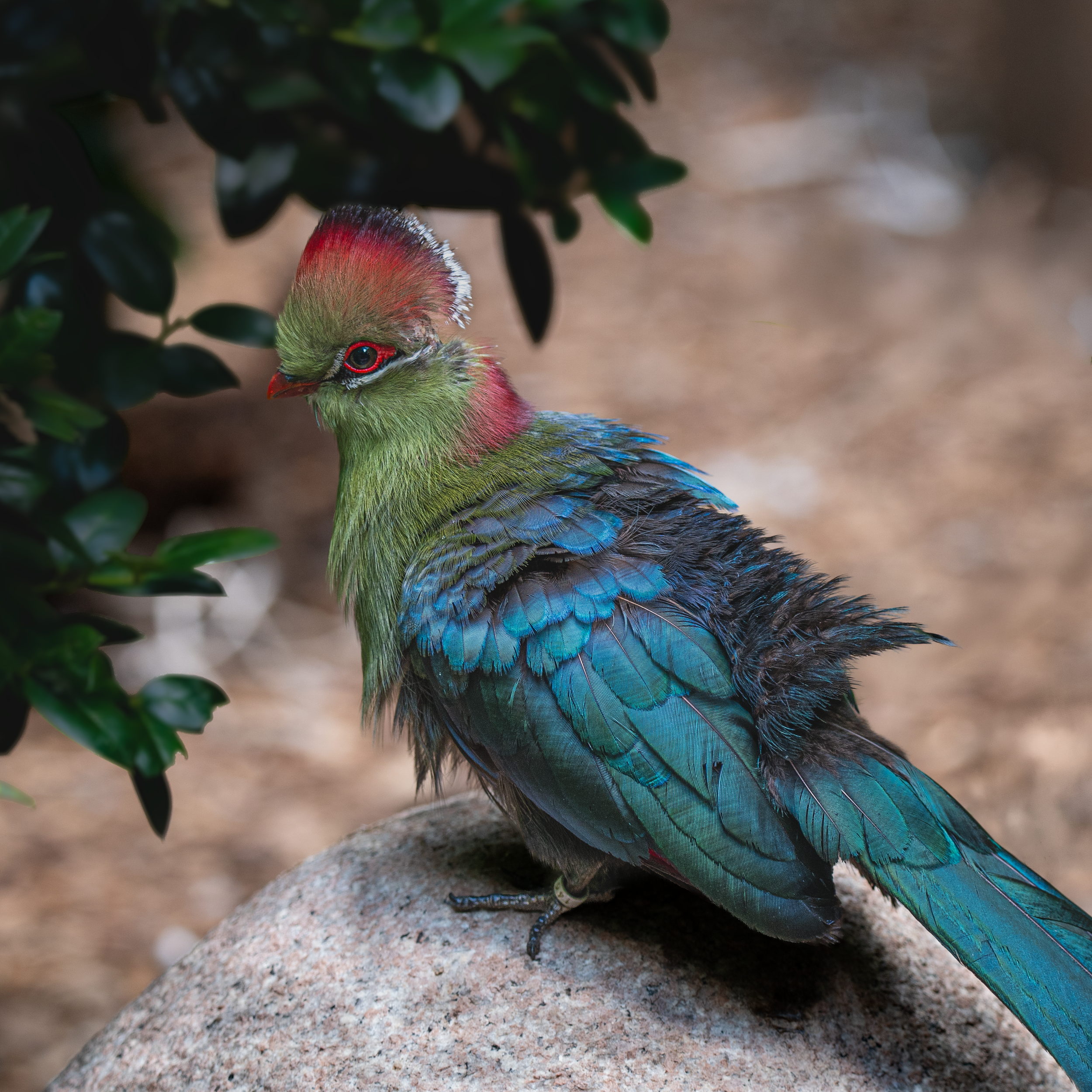 sharp bird.png