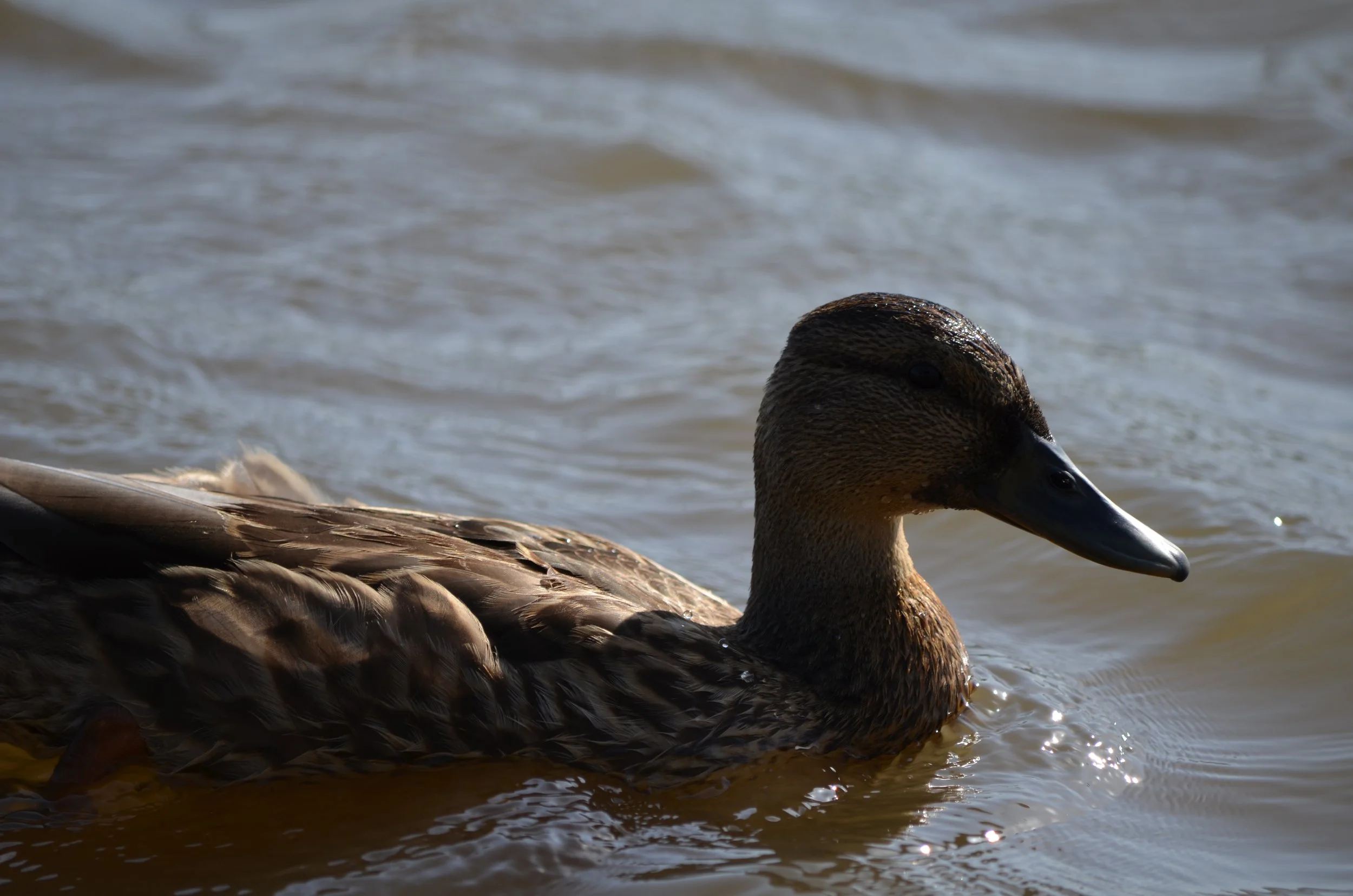 Duck Swimming.jpeg