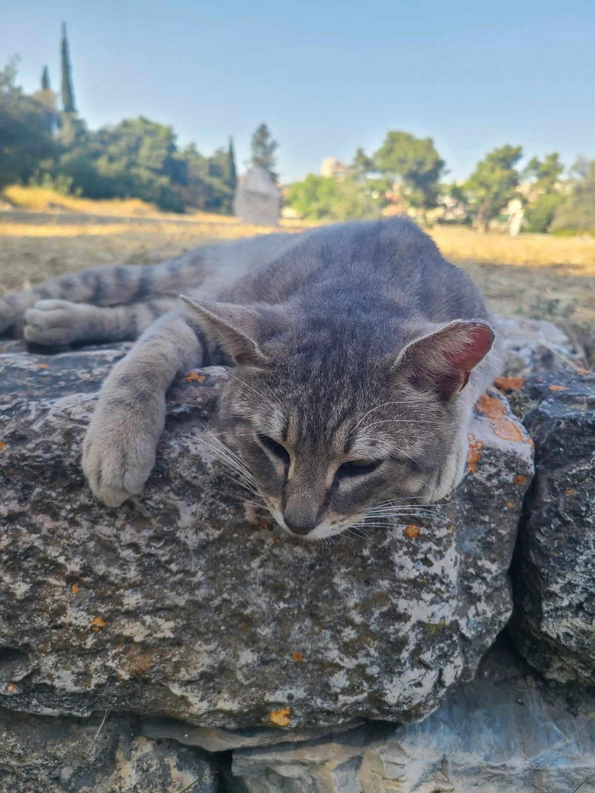 Cat in Athens.jpeg