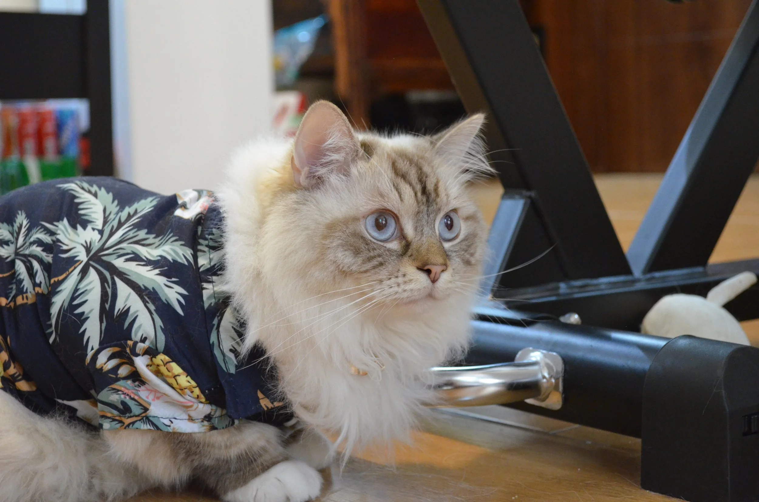 Hawaiin Handsome.jpeg