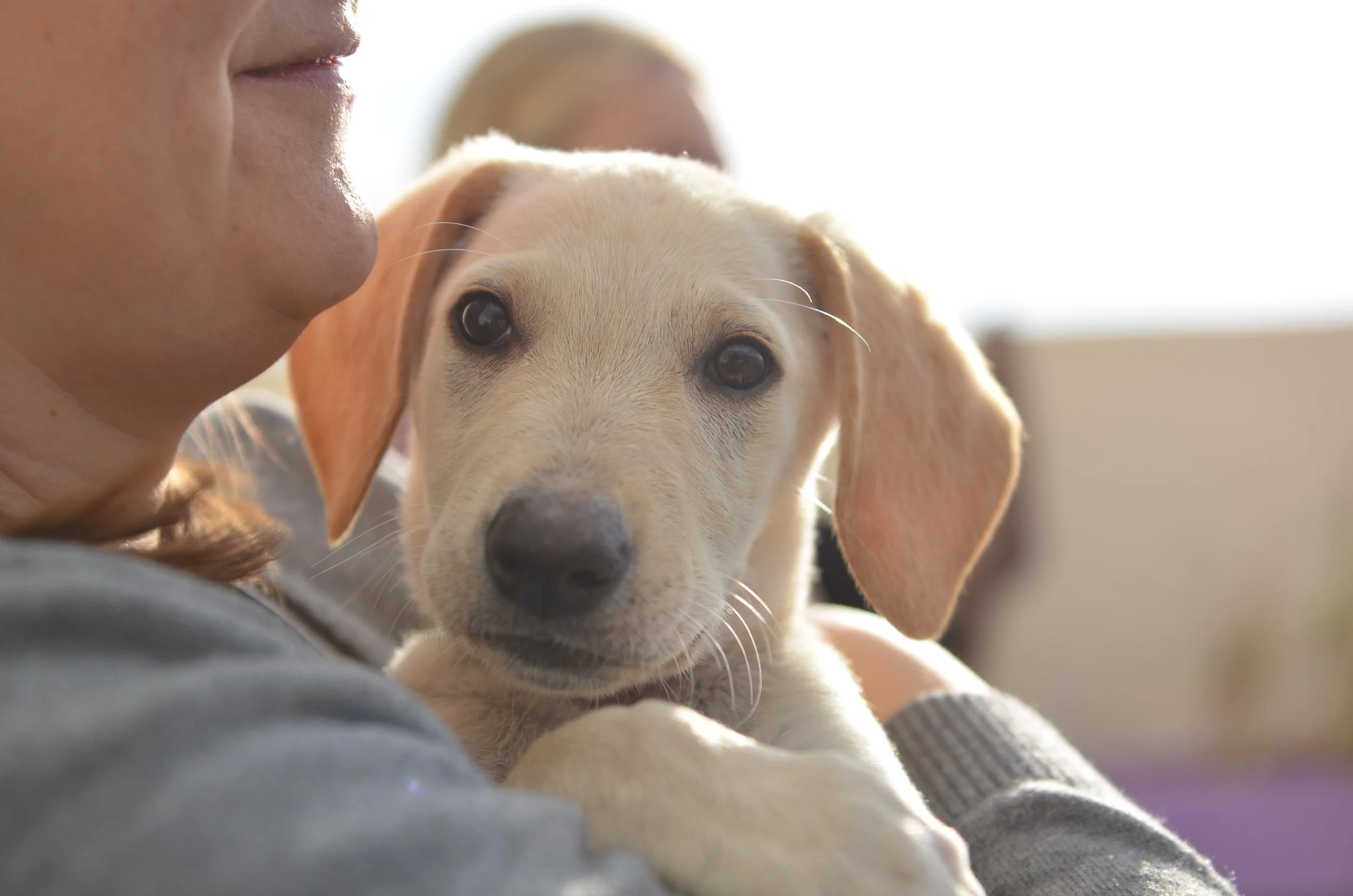 AdoptionPuppiesCyprus Dec25 4.jpeg