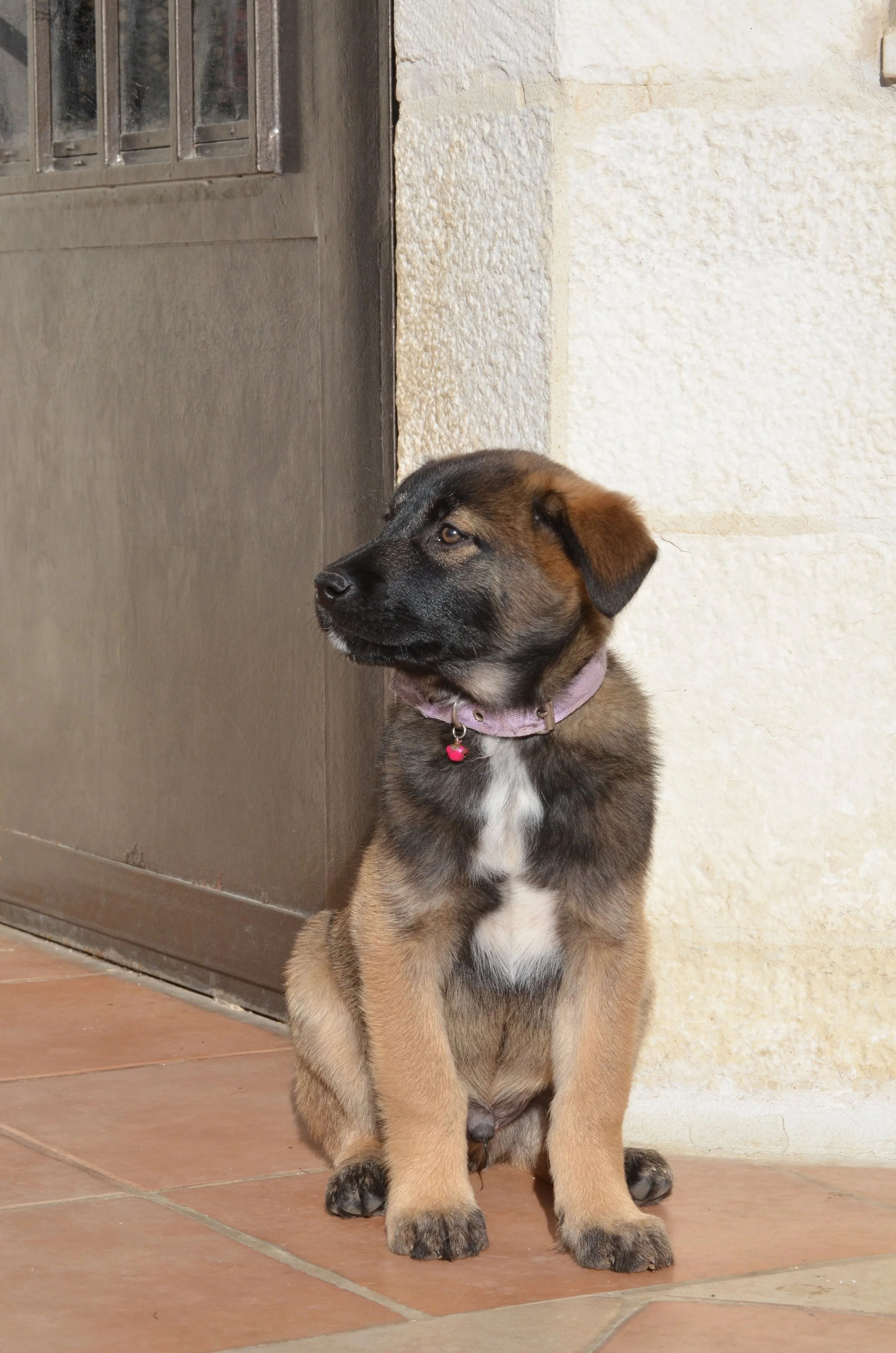 AdoptionPuppiesAmman 6.jpeg