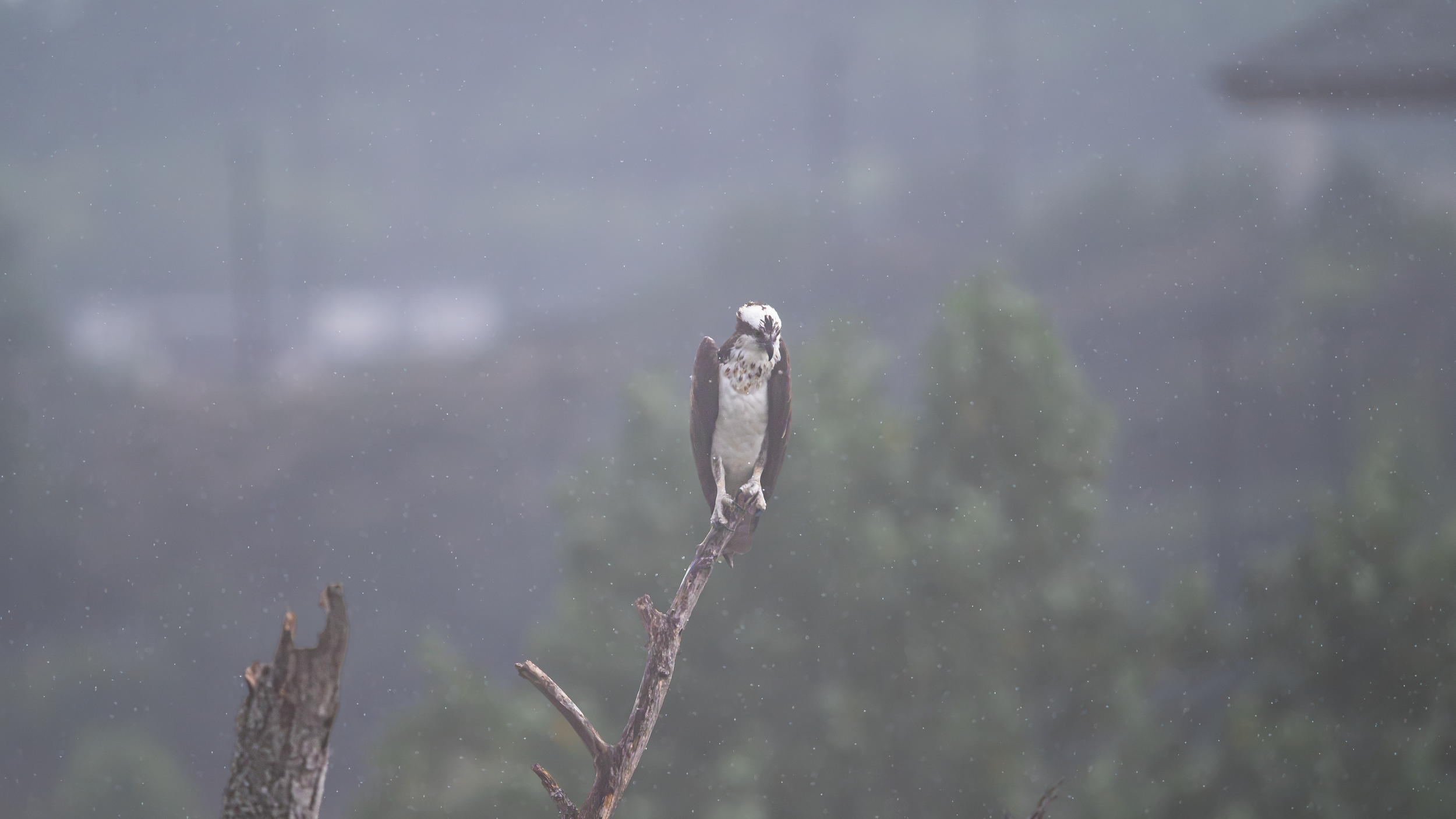 anotha osprey.png