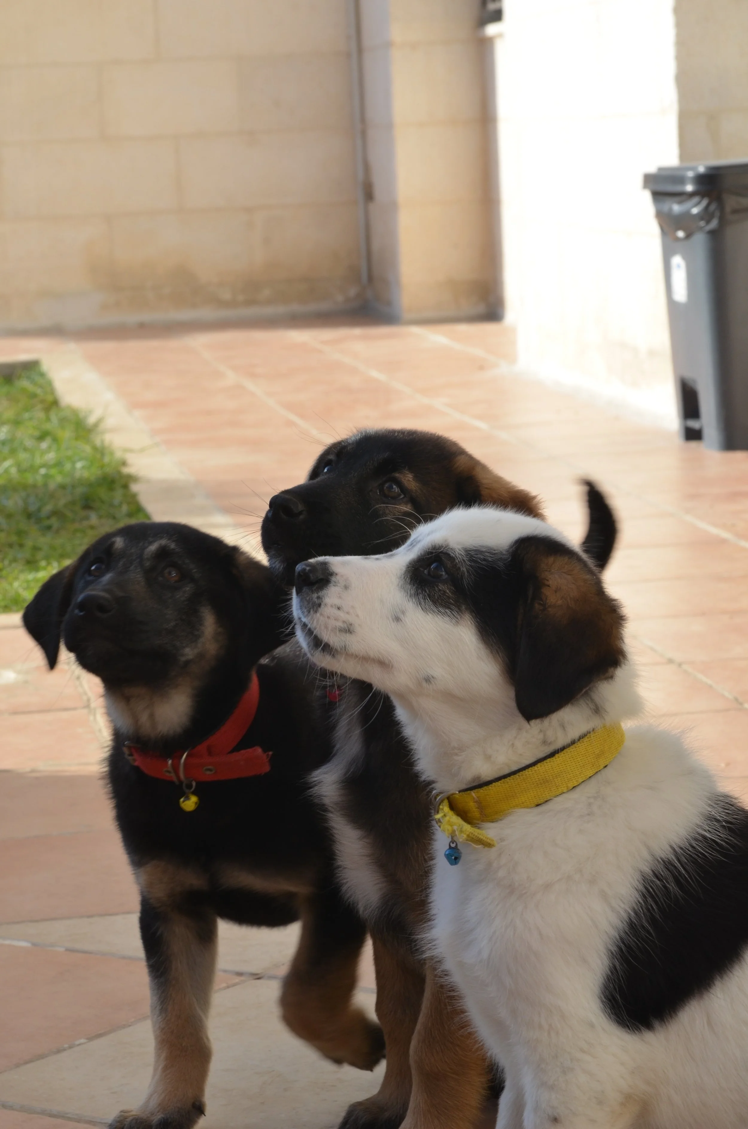 AdoptionPuppiesAmman 1.jpeg