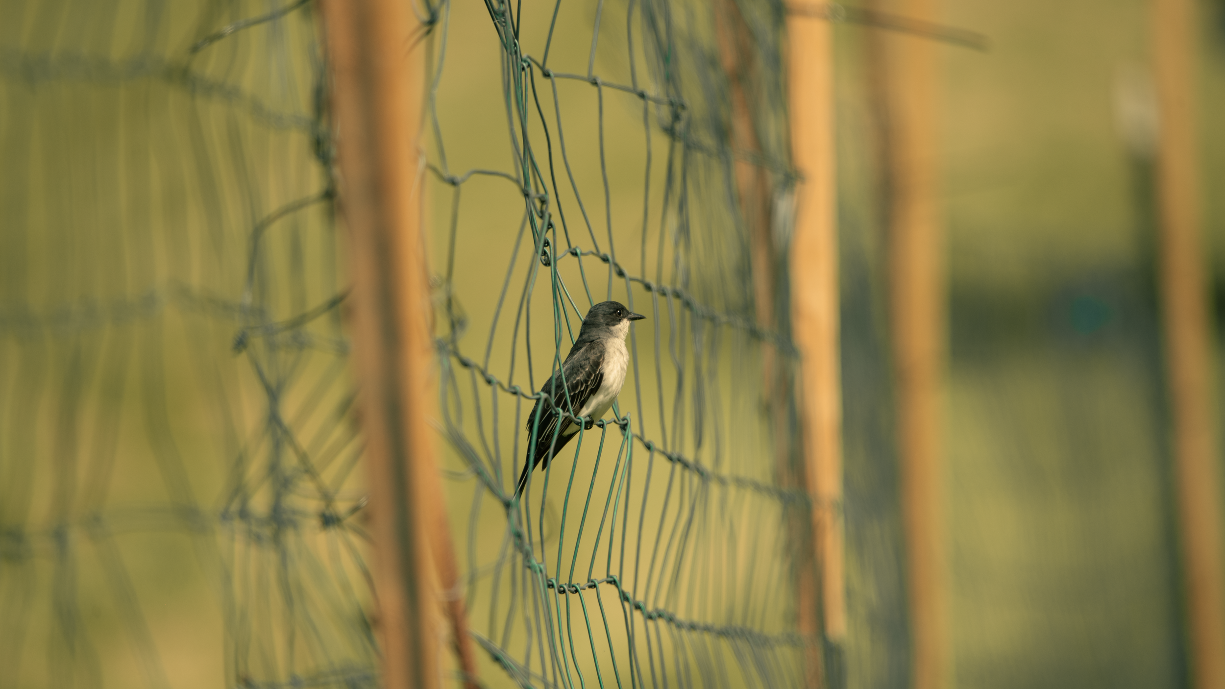 walking dead bird.png