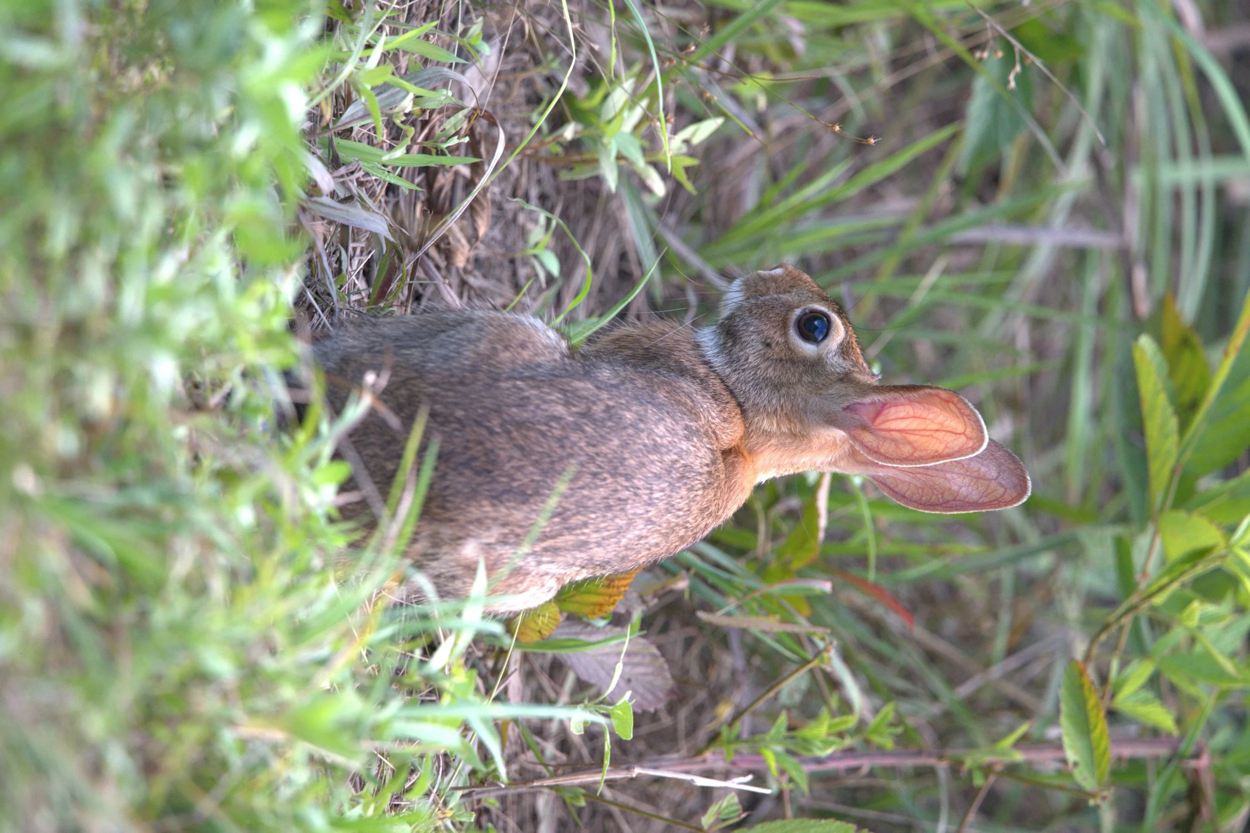 Bunny Ears.jpg