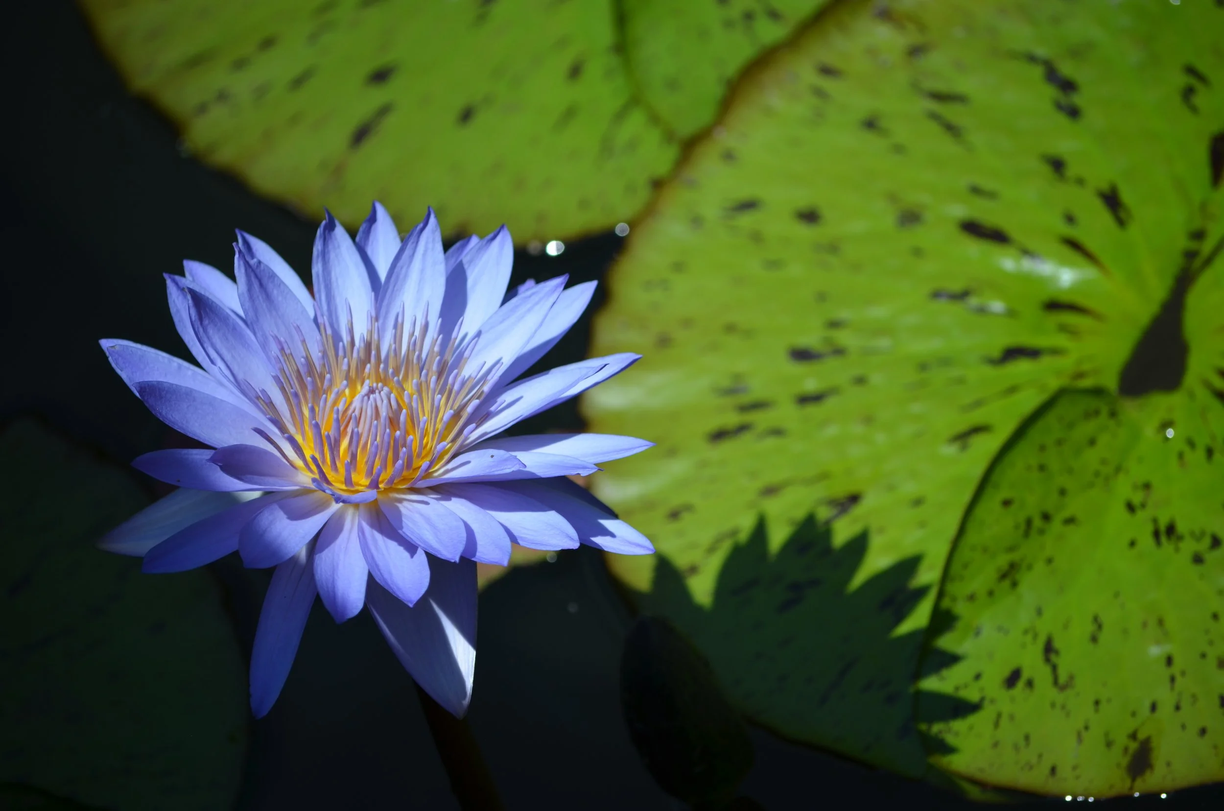 Beautiful Flower Ever.jpeg