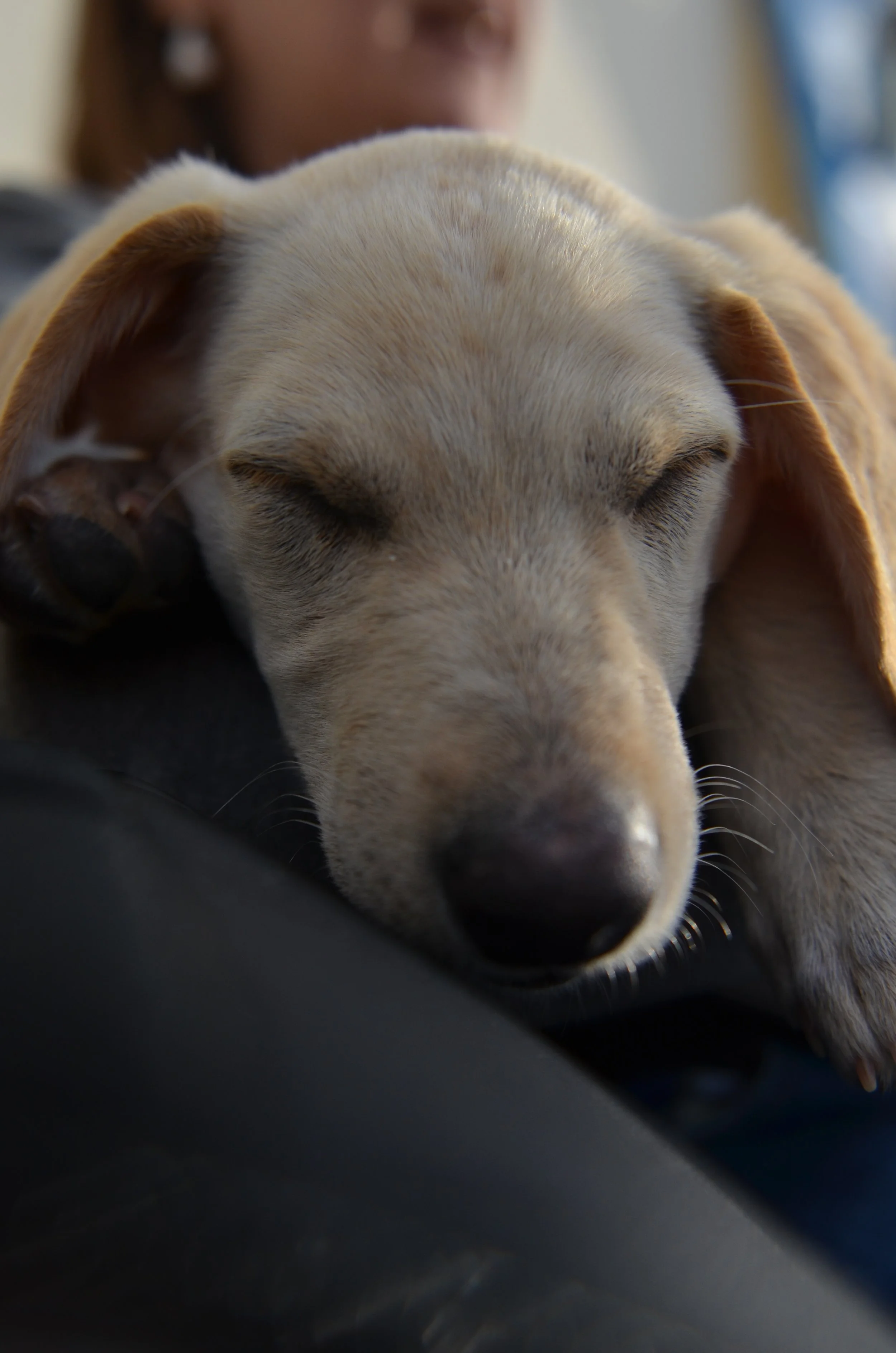 AdoptionPuppiesCyprus Dec25 1.jpeg