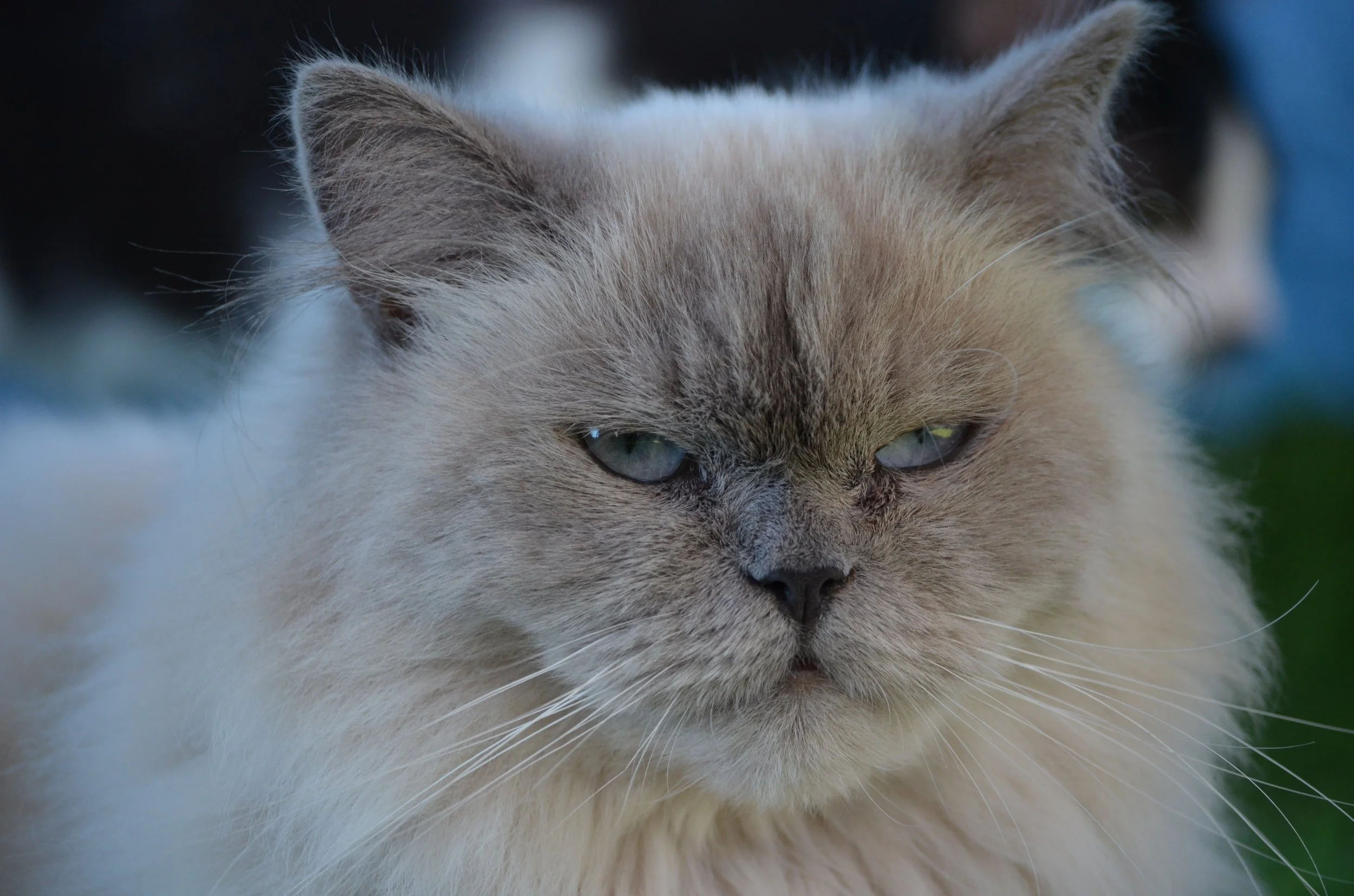 PetSafeLodgeAmmanAdoption 29.jpeg