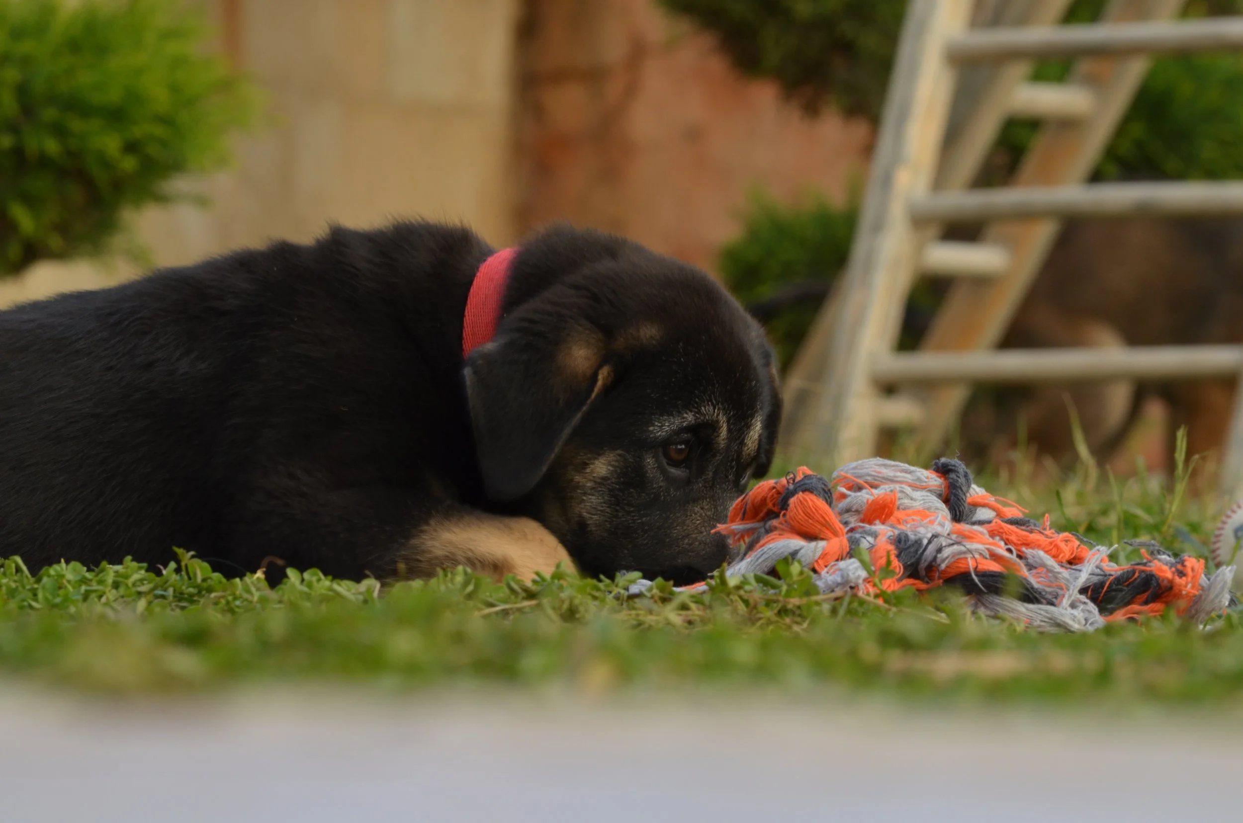 AdoptionPuppiesAmman 18.jpeg