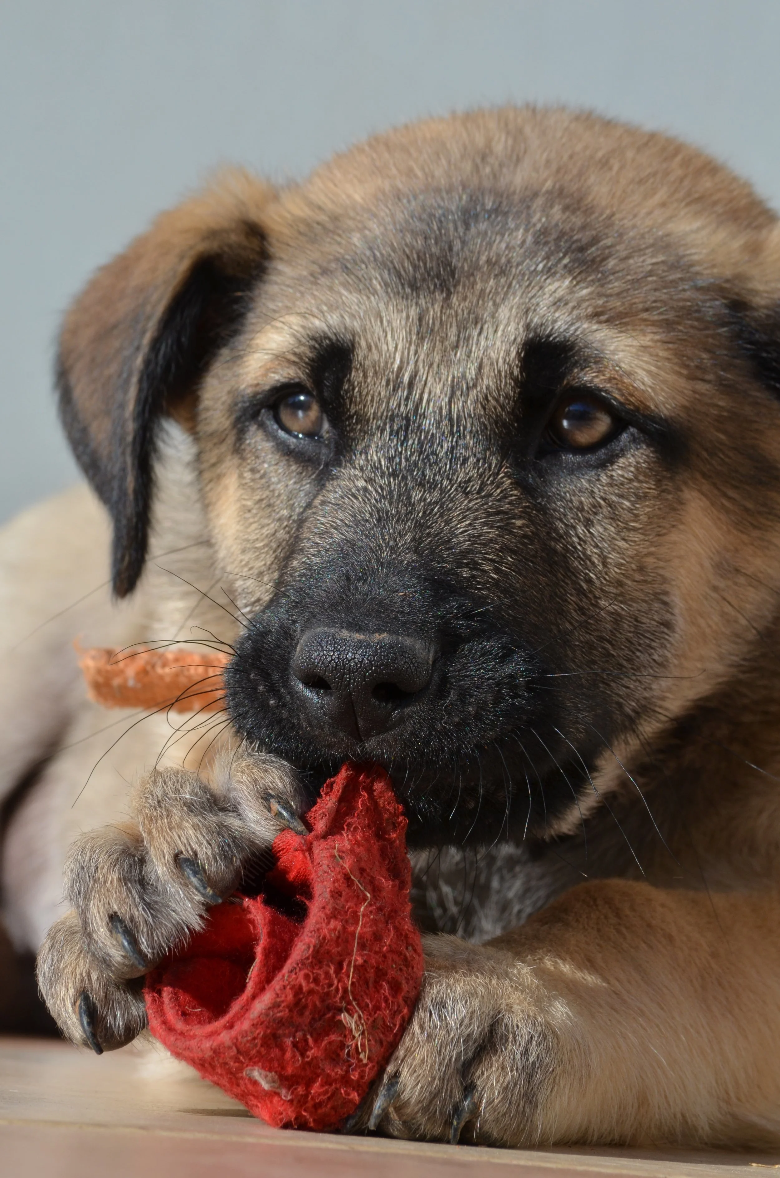 AdoptionPuppiesAmman 20.jpeg