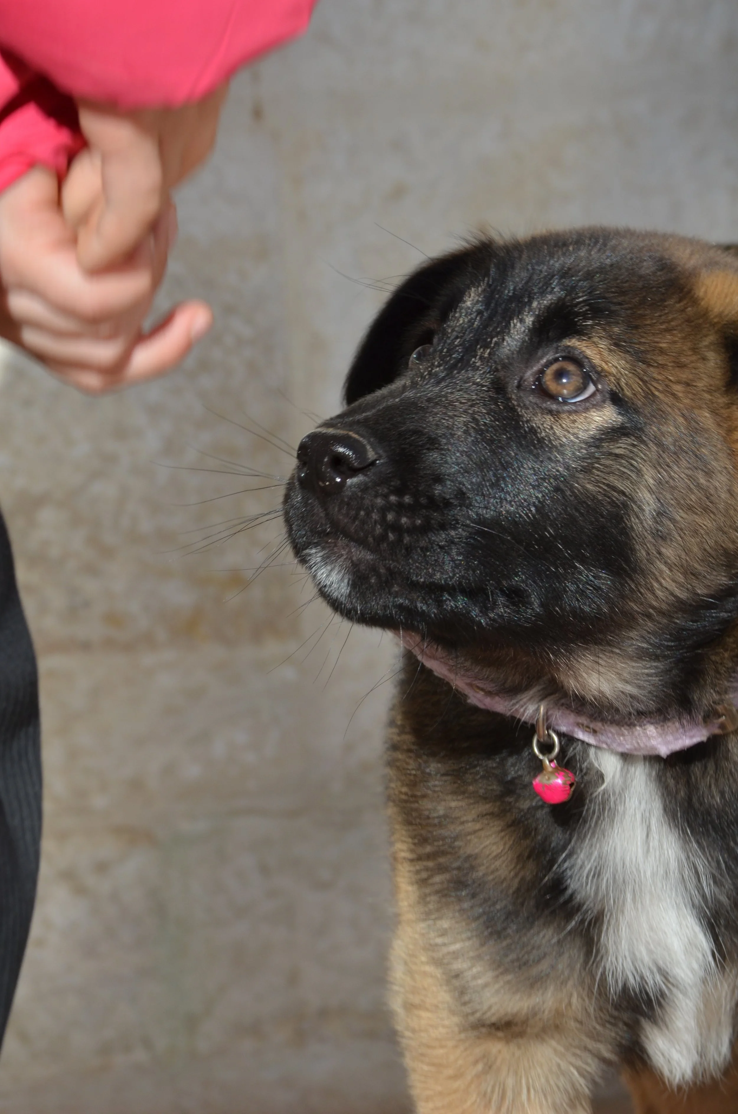 AdoptionPuppiesAmman 4.jpeg