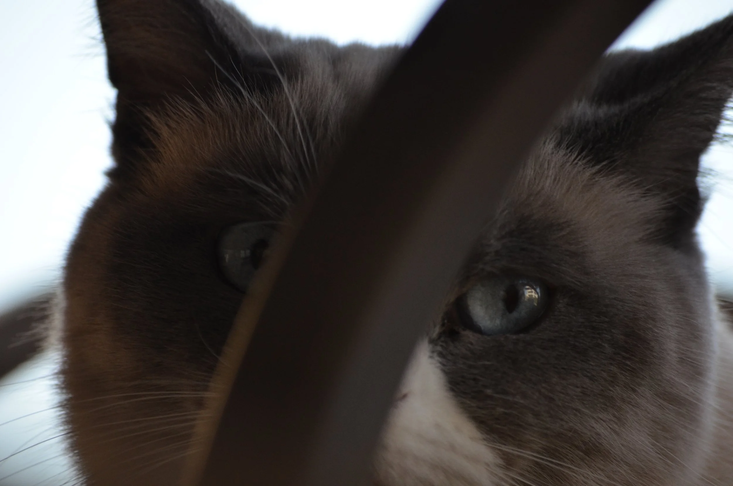 Dual Personality.jpeg