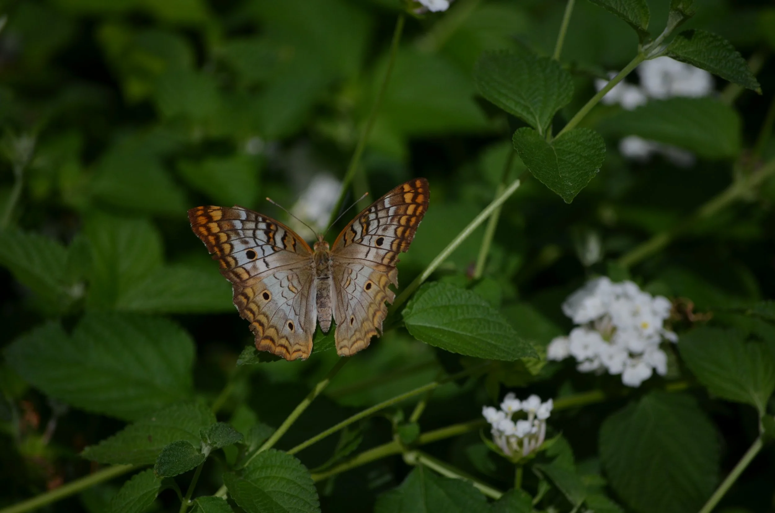 Butterfly Magic.jpeg