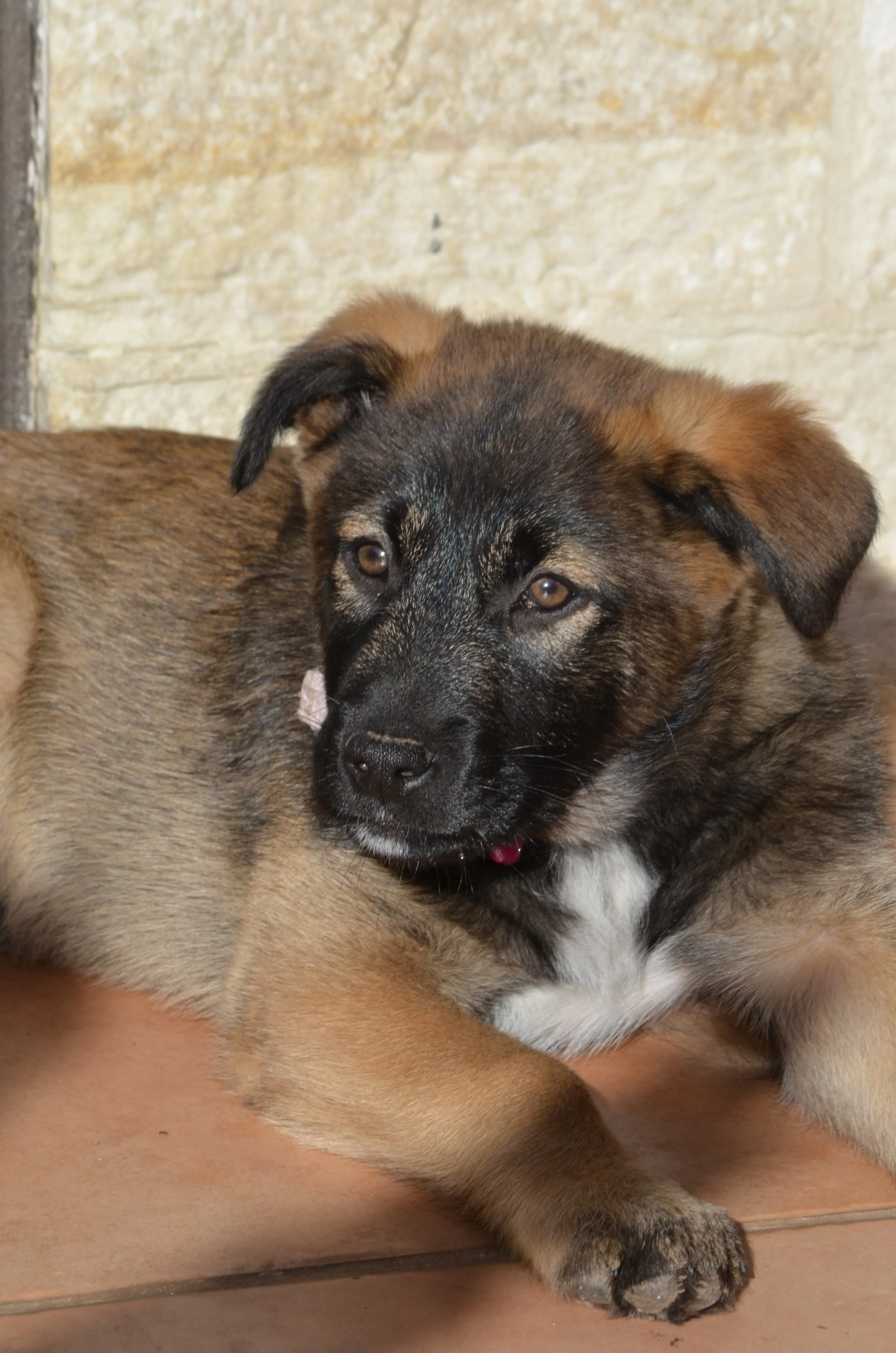 AdoptionPuppiesAmman 16.jpeg