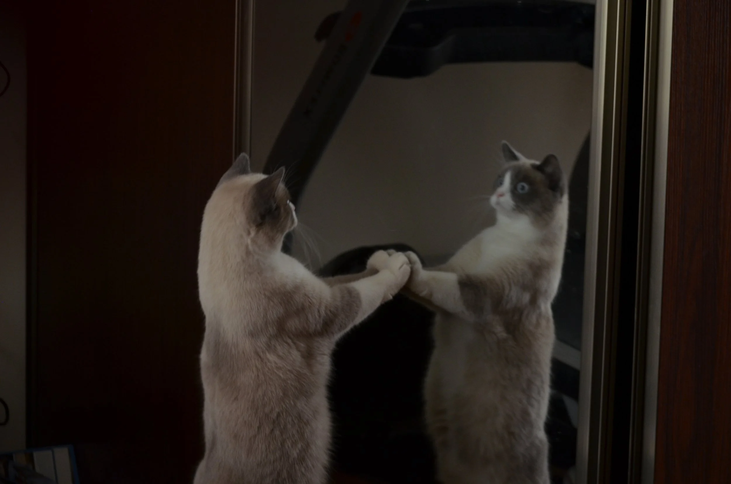 Seeing Double - Copy.jpeg