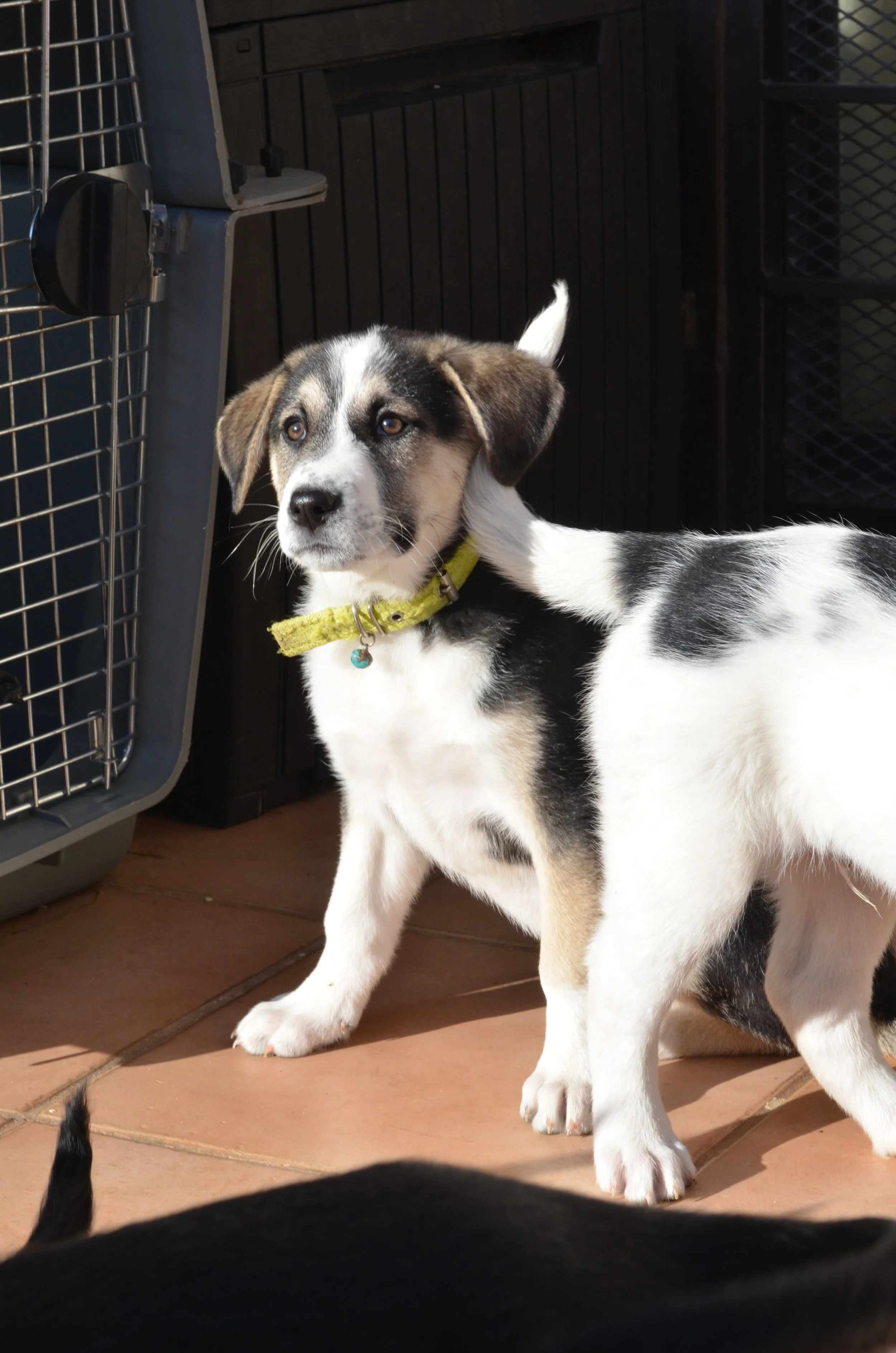 AdoptionPuppiesAmman 3.jpeg