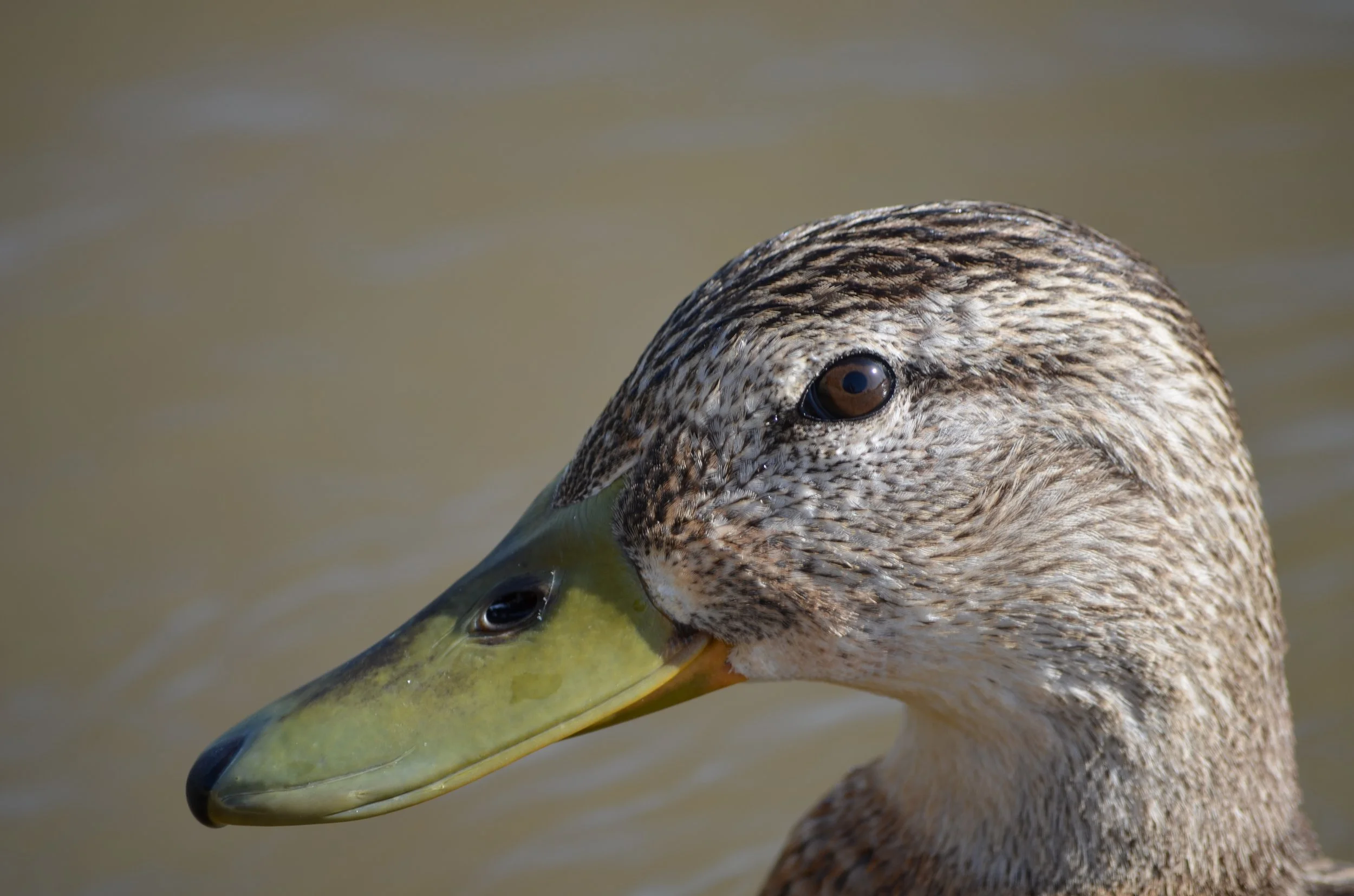 Photo Perfect Duck.jpeg