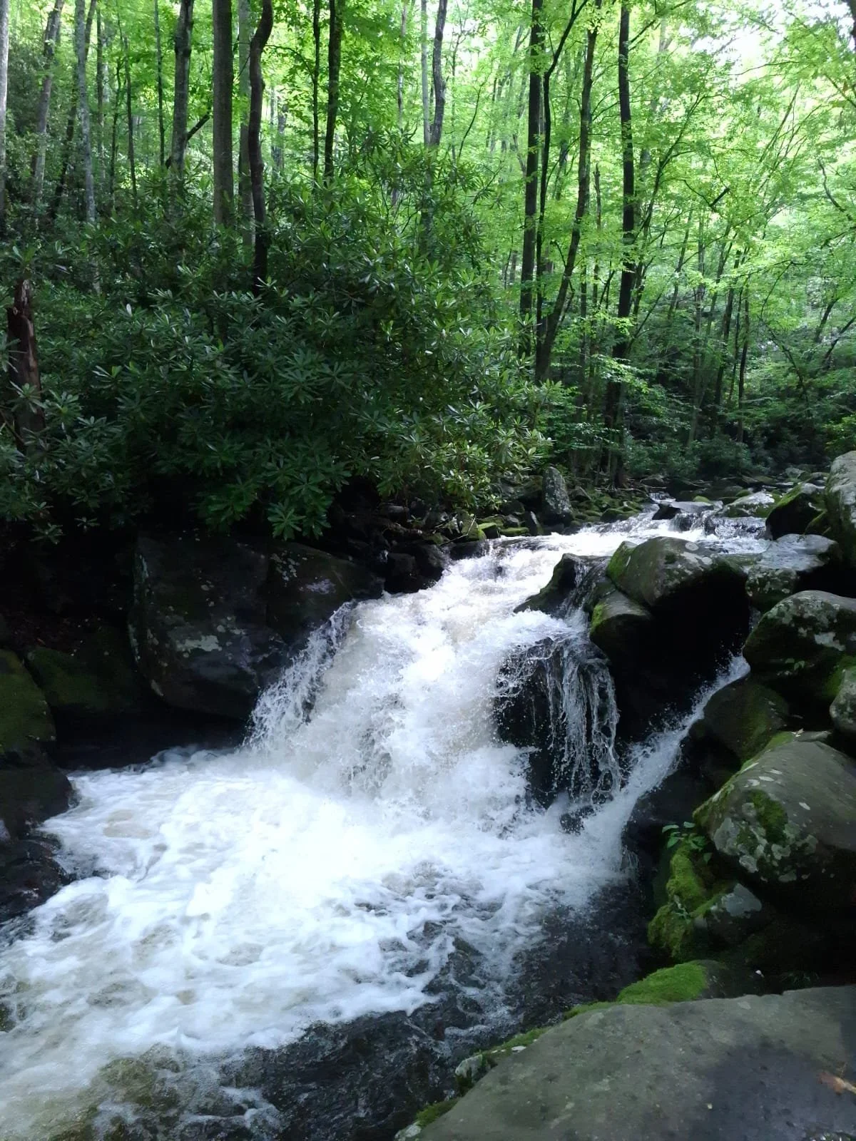 Rapids in the Mountains - Smoky Mountain National Park