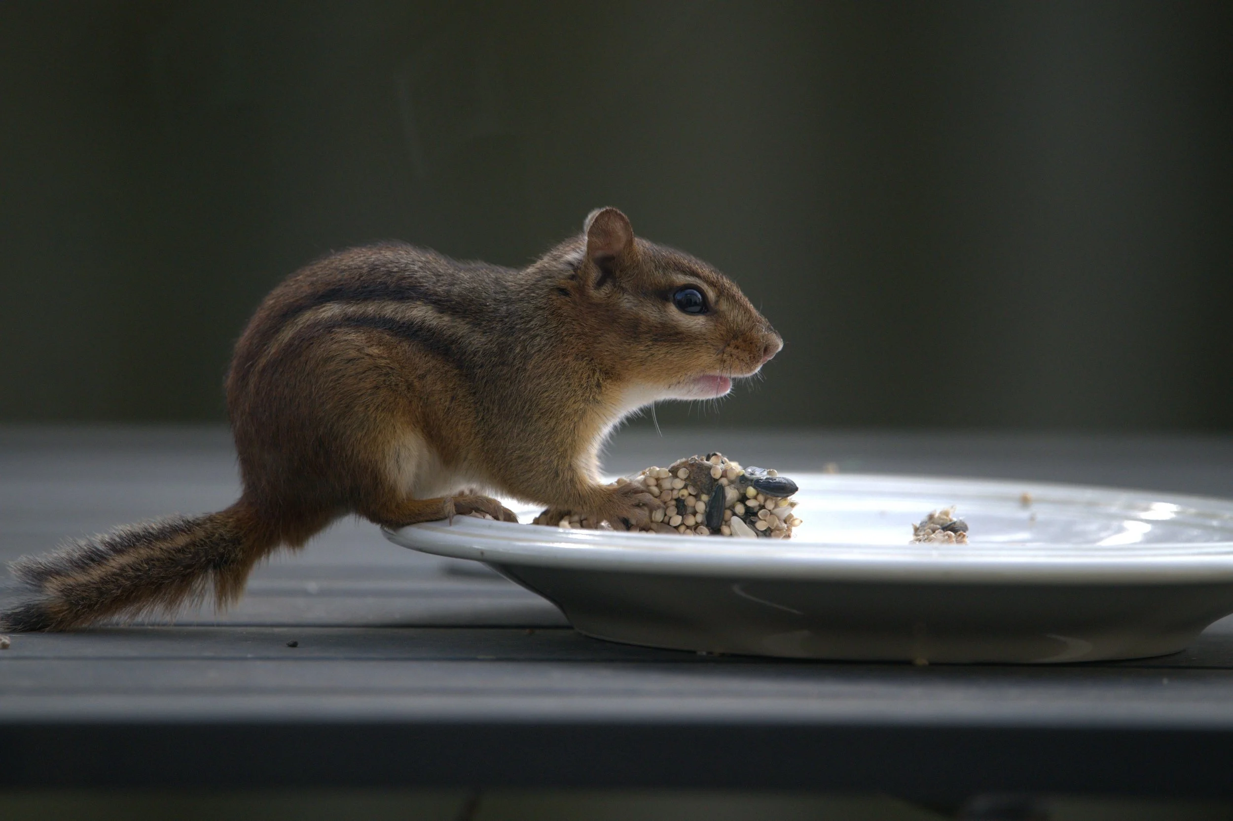 Little Thief.jpg