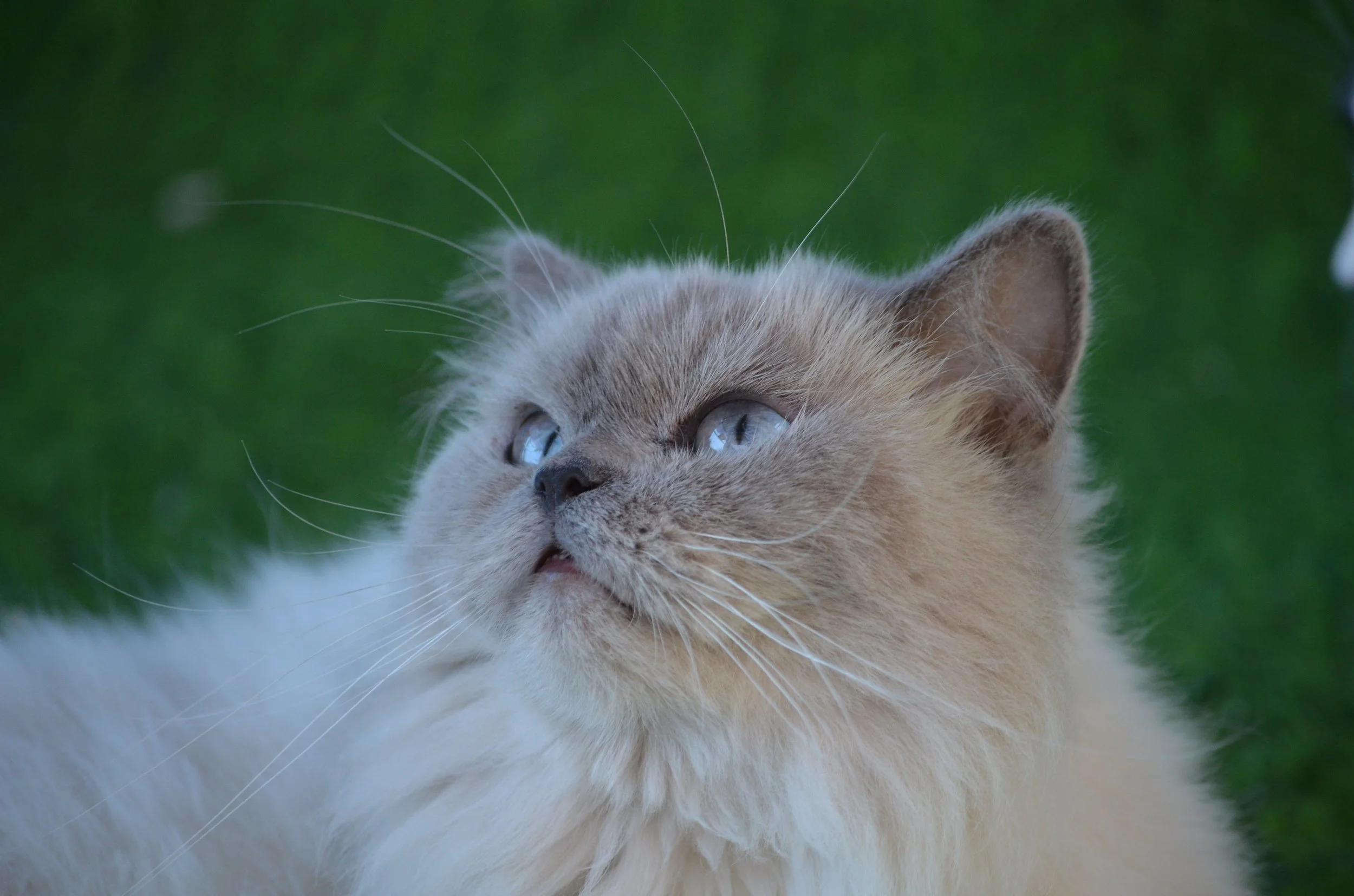 PetSafeLodgeAmmanAdoption 27.jpeg