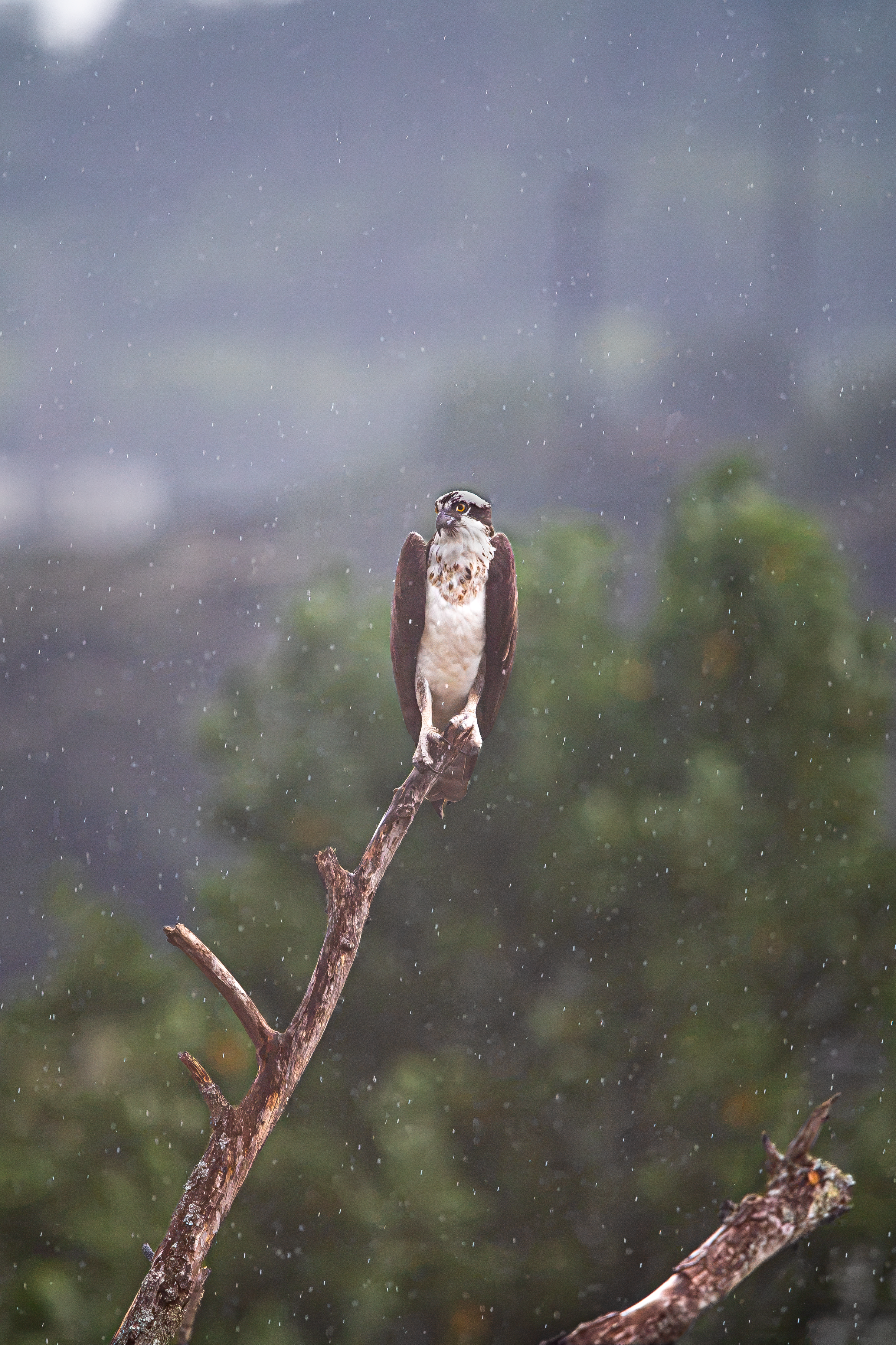 Osprey in the Rain.png