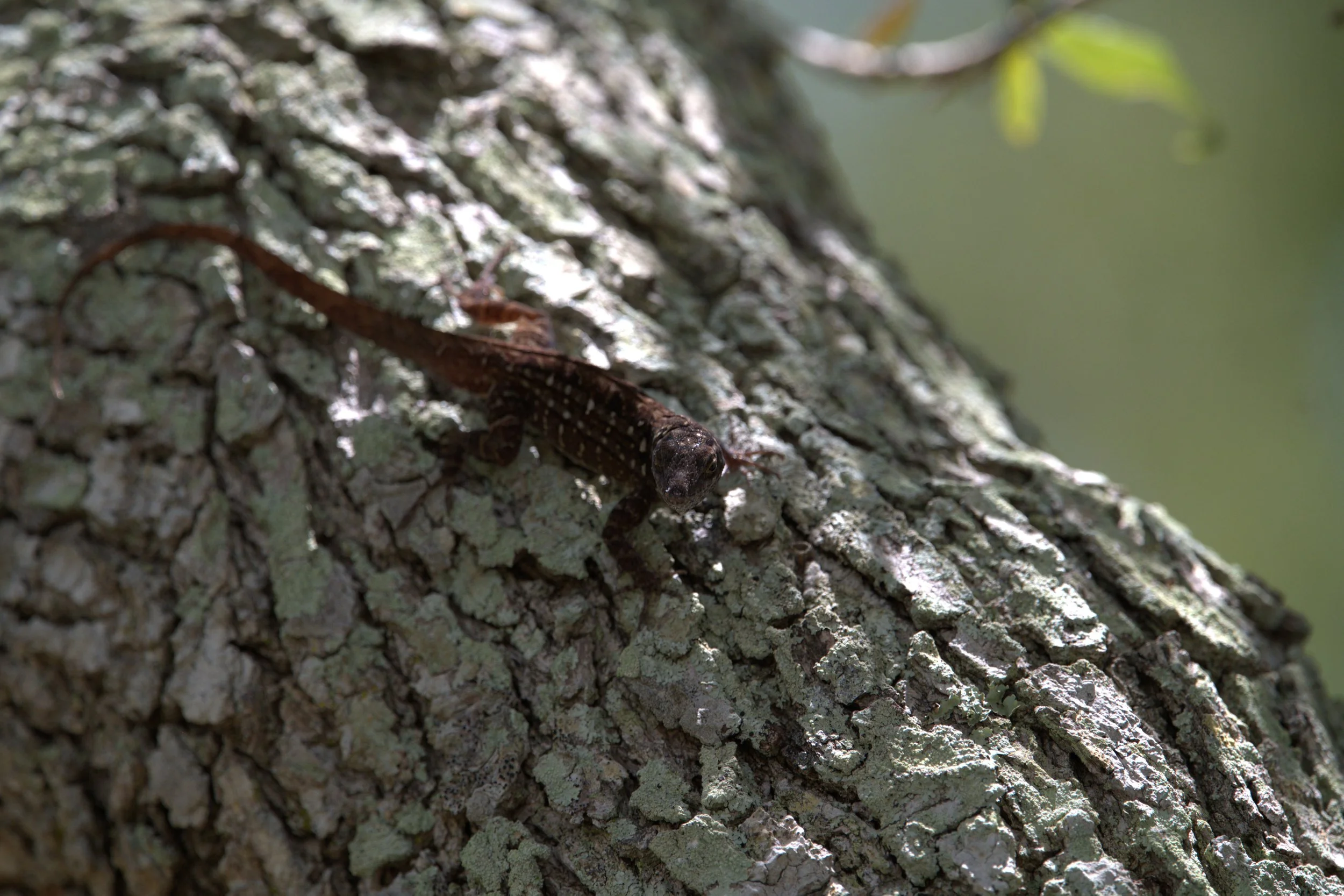 Lizzard.jpg
